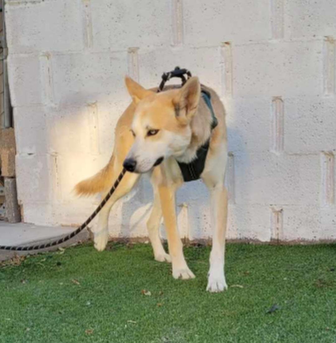 Cody, ADOPTABLE, Adult Male Husky.
