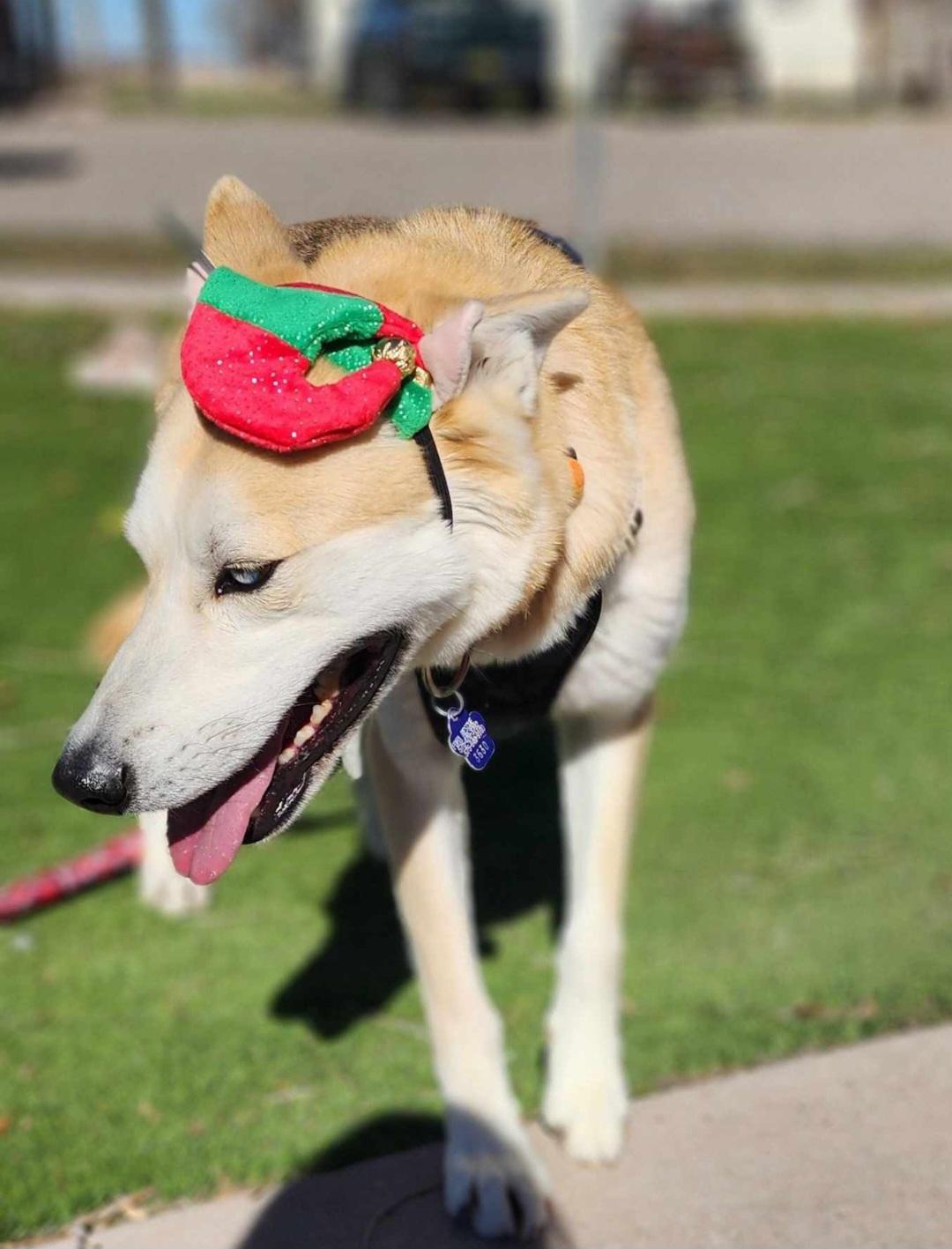 Enlarge Cody, a ADOPTABLE mixed breed in Tacoma, WA image 2/4