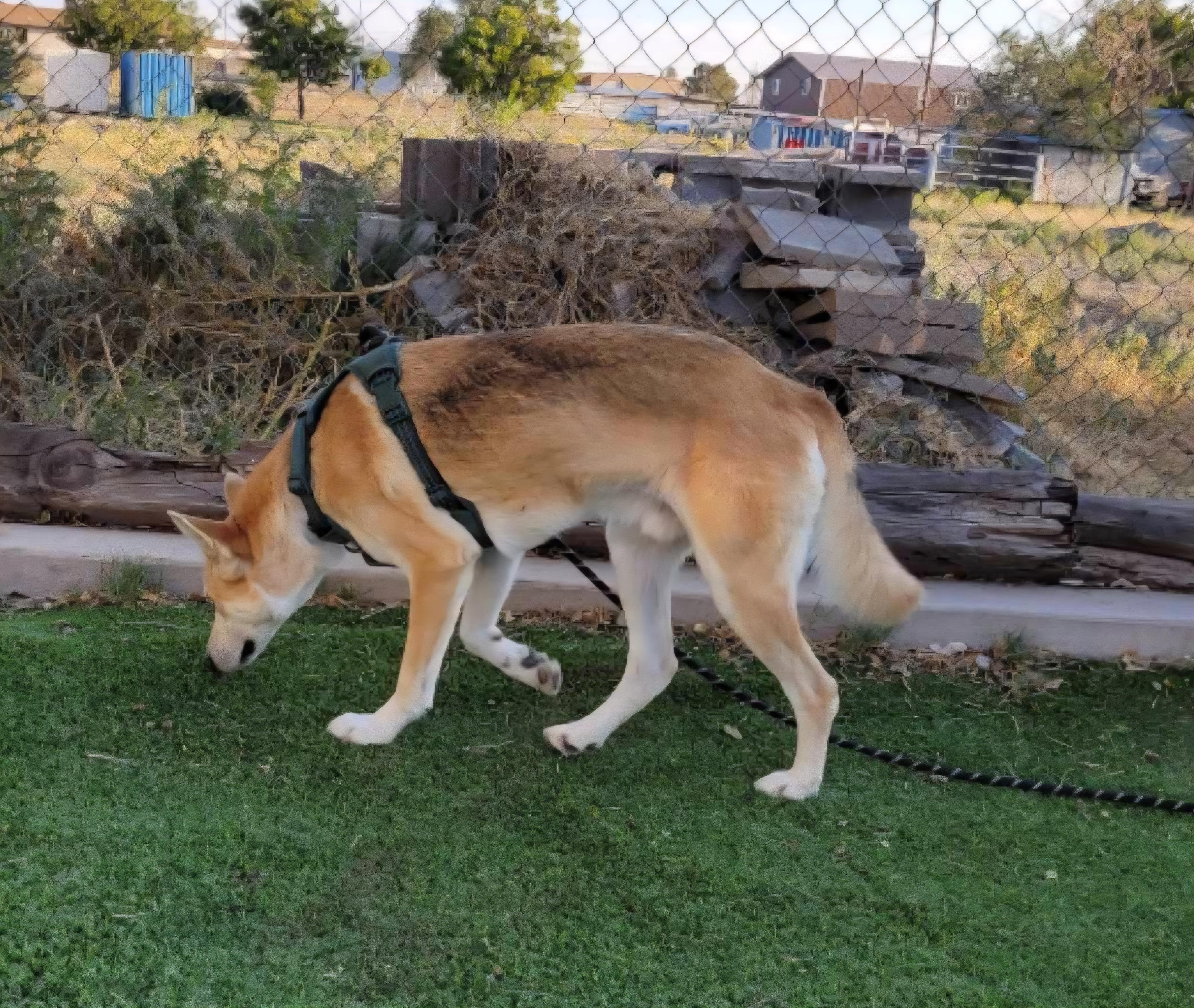 Enlarge Cody, a ADOPTABLE mixed breed in Tacoma, WA image 3/4
