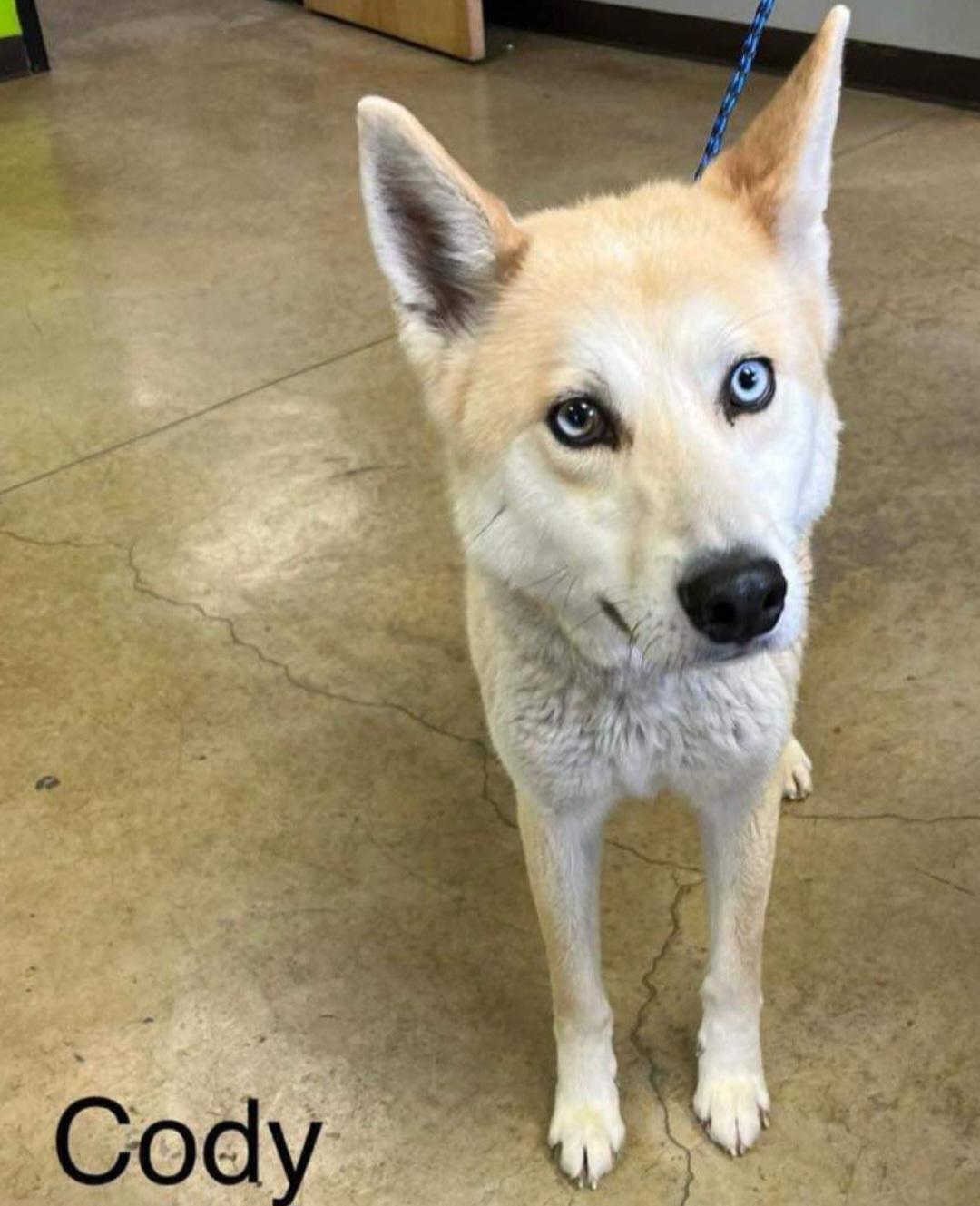 Enlarge Cody, a ADOPTABLE mixed breed in Tacoma, WA image 4/4