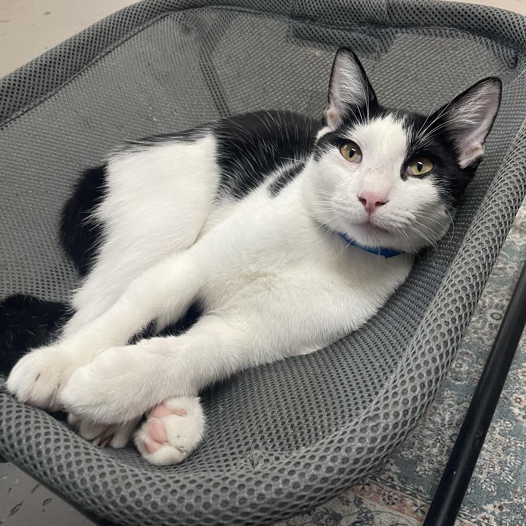 Enlarge Naveen, a Adoptable Domestic Short Hair in Laredo, TX image 1/1