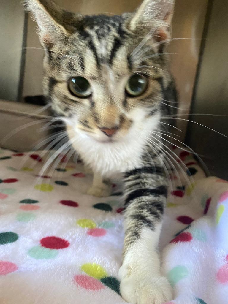 Meadow, Adoptable, Adult Female Domestic Short Hair.