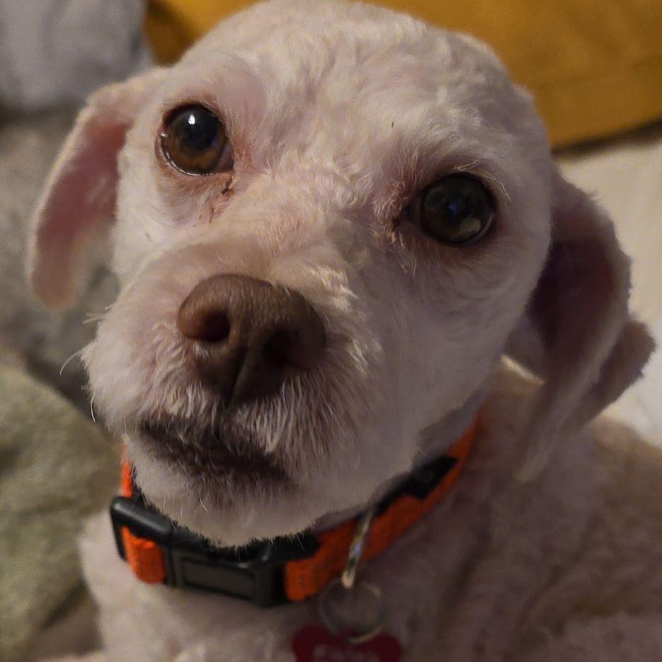 Enlarge Gus Gus, an adopted mixed breed in Tulsa, OK image 4/4