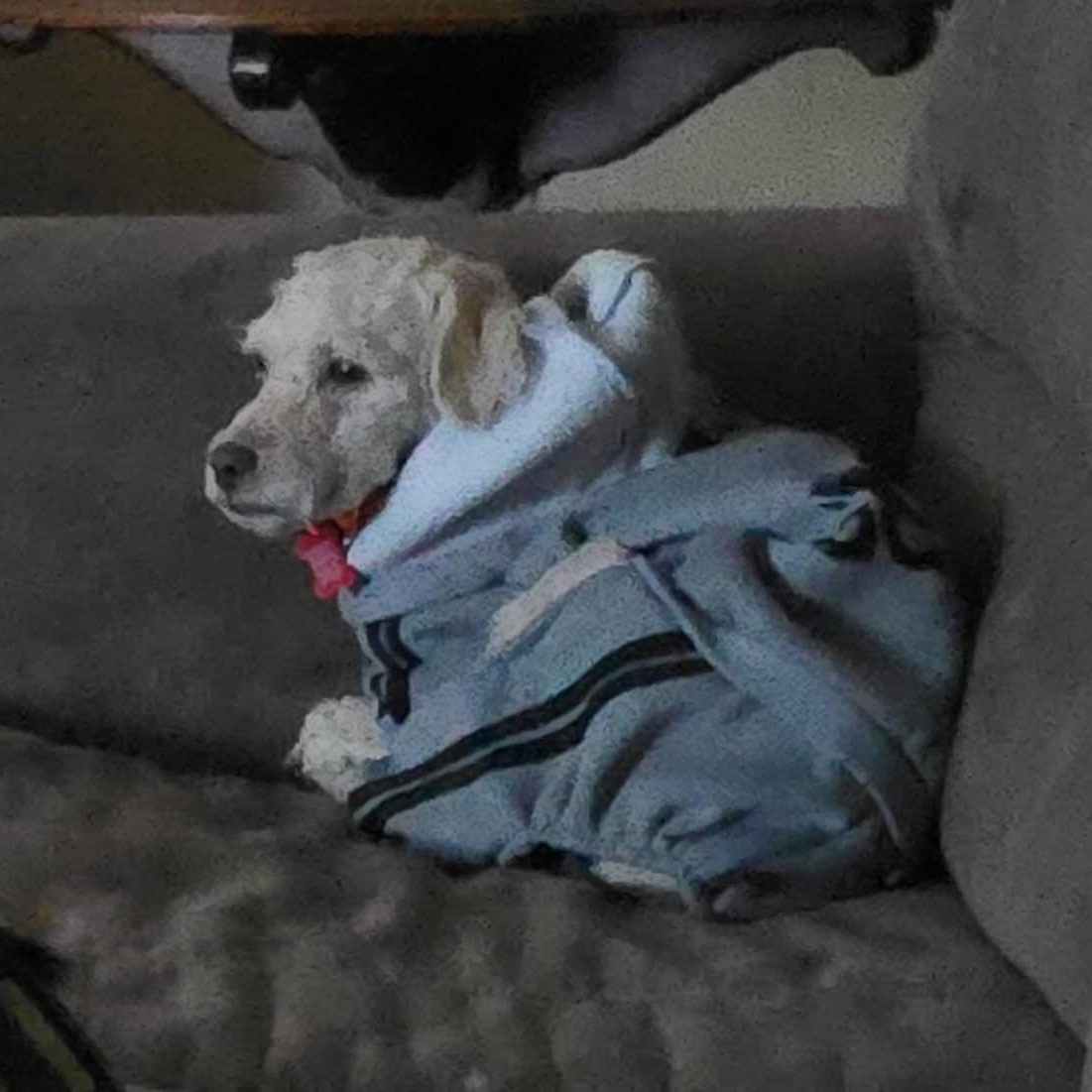 Enlarge Gus Gus, an adopted mixed breed in Tulsa, OK image 2/4