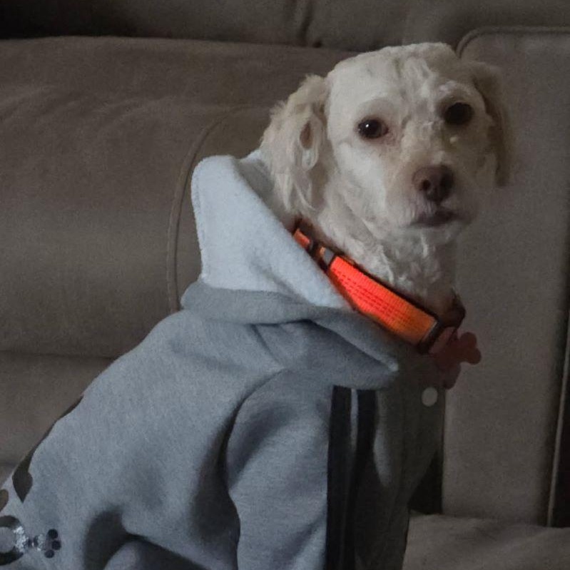 Enlarge Gus Gus, an adopted mixed breed in Tulsa, OK image 3/4