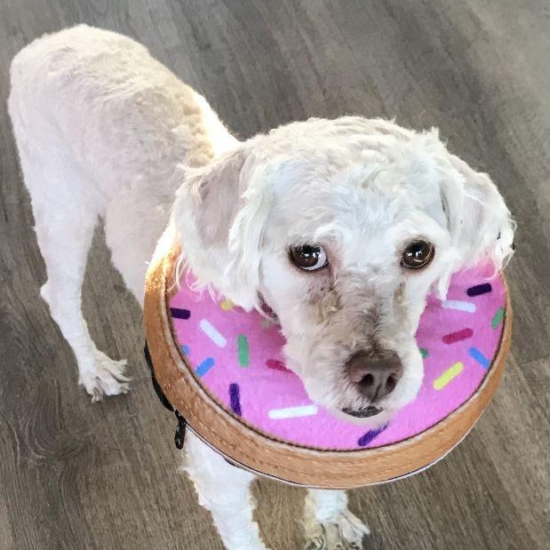 Gus Gus, adopted, Adult Male Poodle.