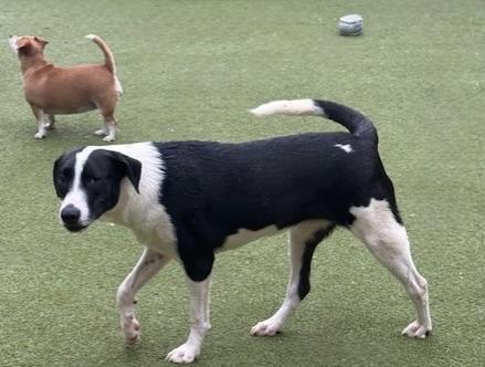 Enlarge charlotte, a Adoptable mixed breed in lisbon, CT image 1/6