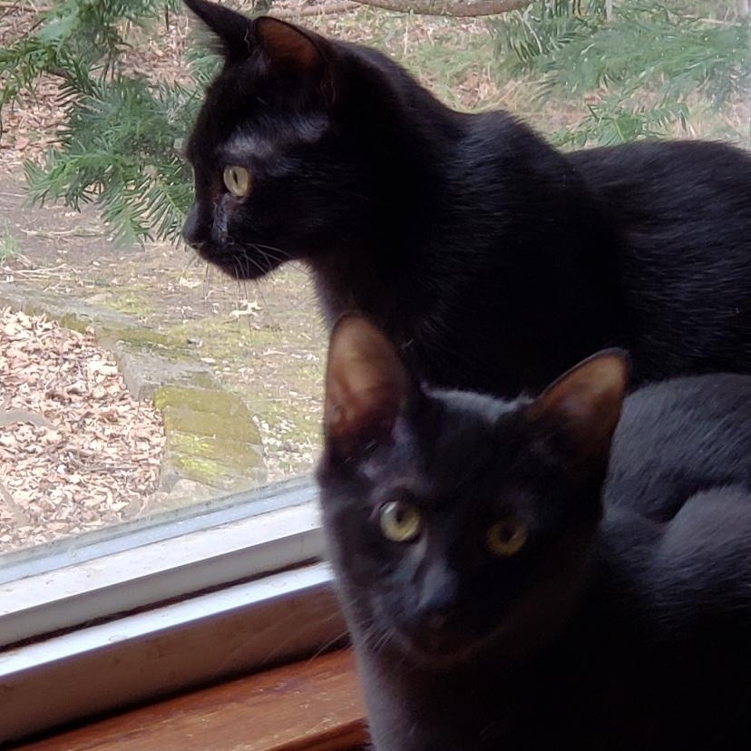 Enlarge Gracie, a ADOPTABLE Domestic Short Hair in Beacon, NY image 5/5