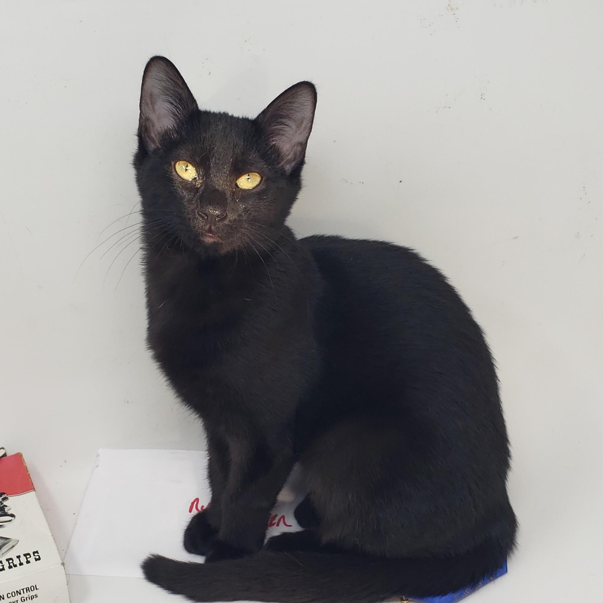 Enlarge Gracie, a ADOPTABLE Domestic Short Hair in Beacon, NY image 3/5