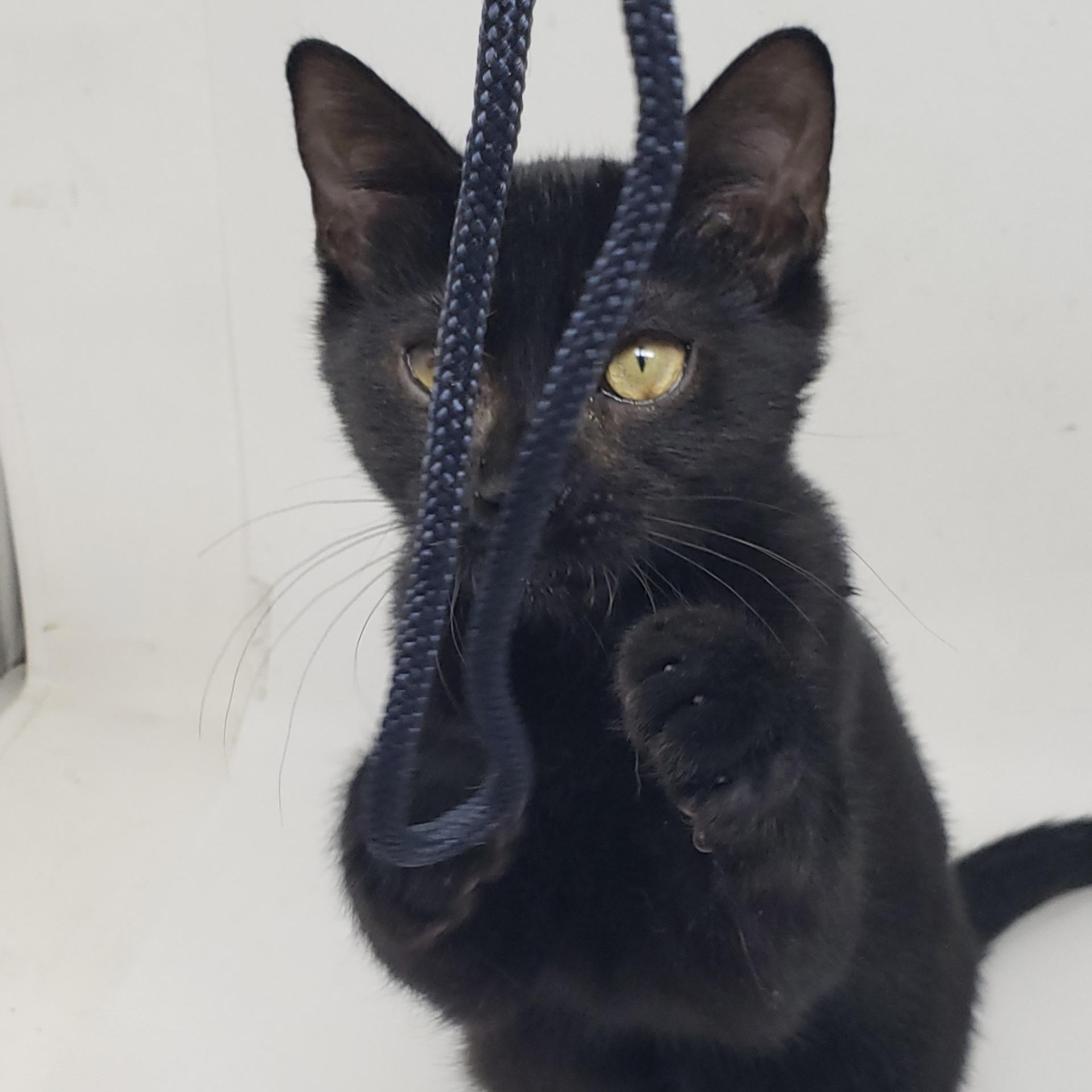 Enlarge Gracie, a ADOPTABLE Domestic Short Hair in Beacon, NY image 4/5