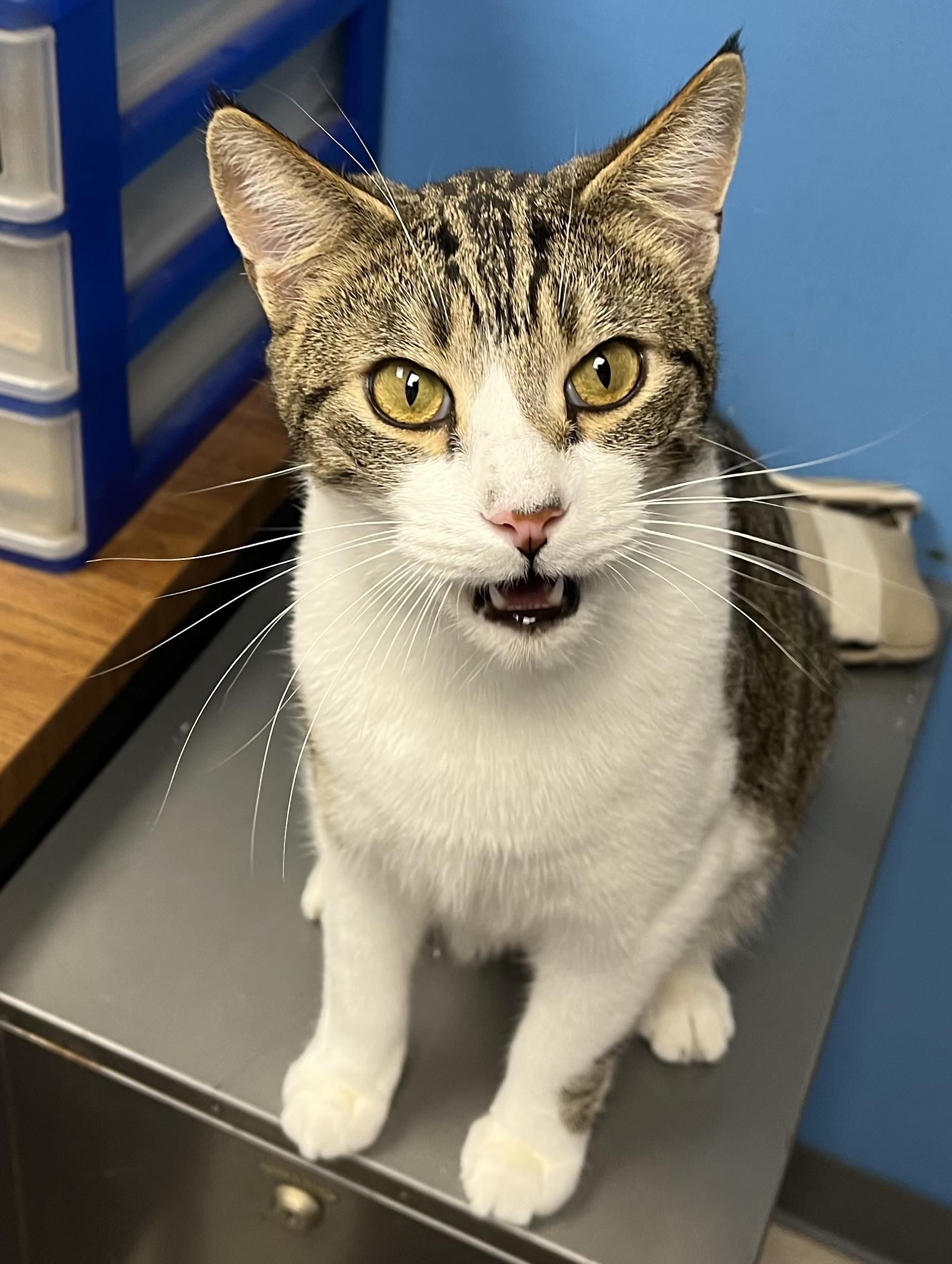 Enlarge Sparkle, Firework, Boomer (all boys), a Adoptable Tabby in Columbus, OH image 5/6