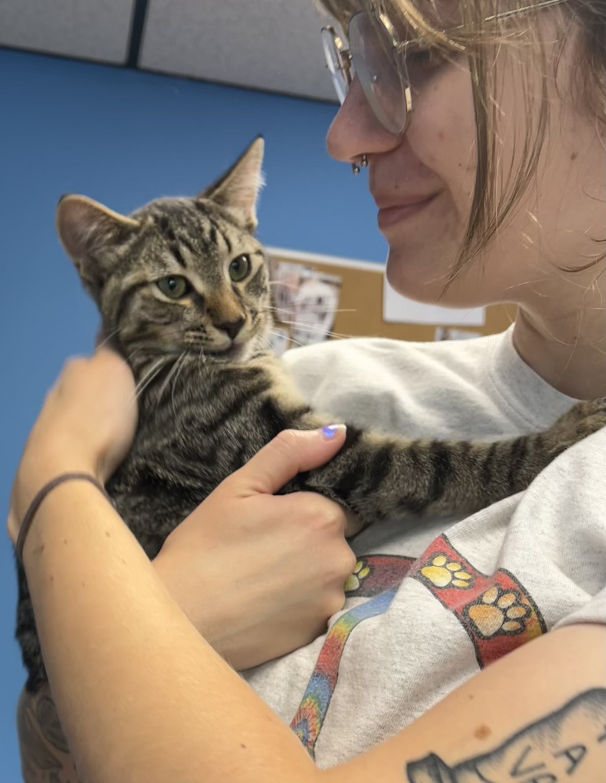 Sparkle, Firework, Boomer, a Adoptable Tabby in Columbus, OH image 2/6