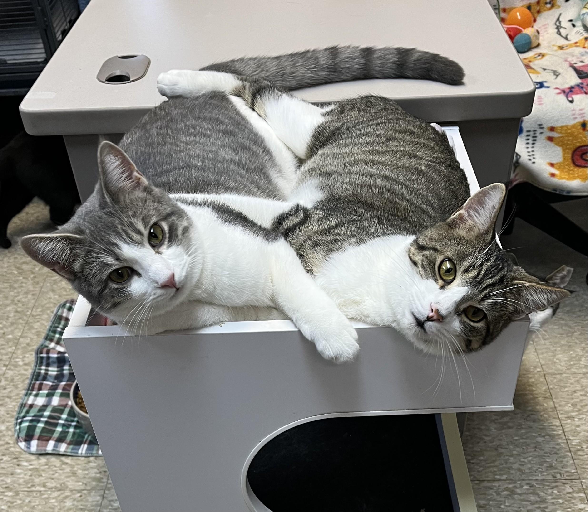 Enlarge Sparkle and Boomer, a Adoptable Tabby in Columbus, OH image 3/6