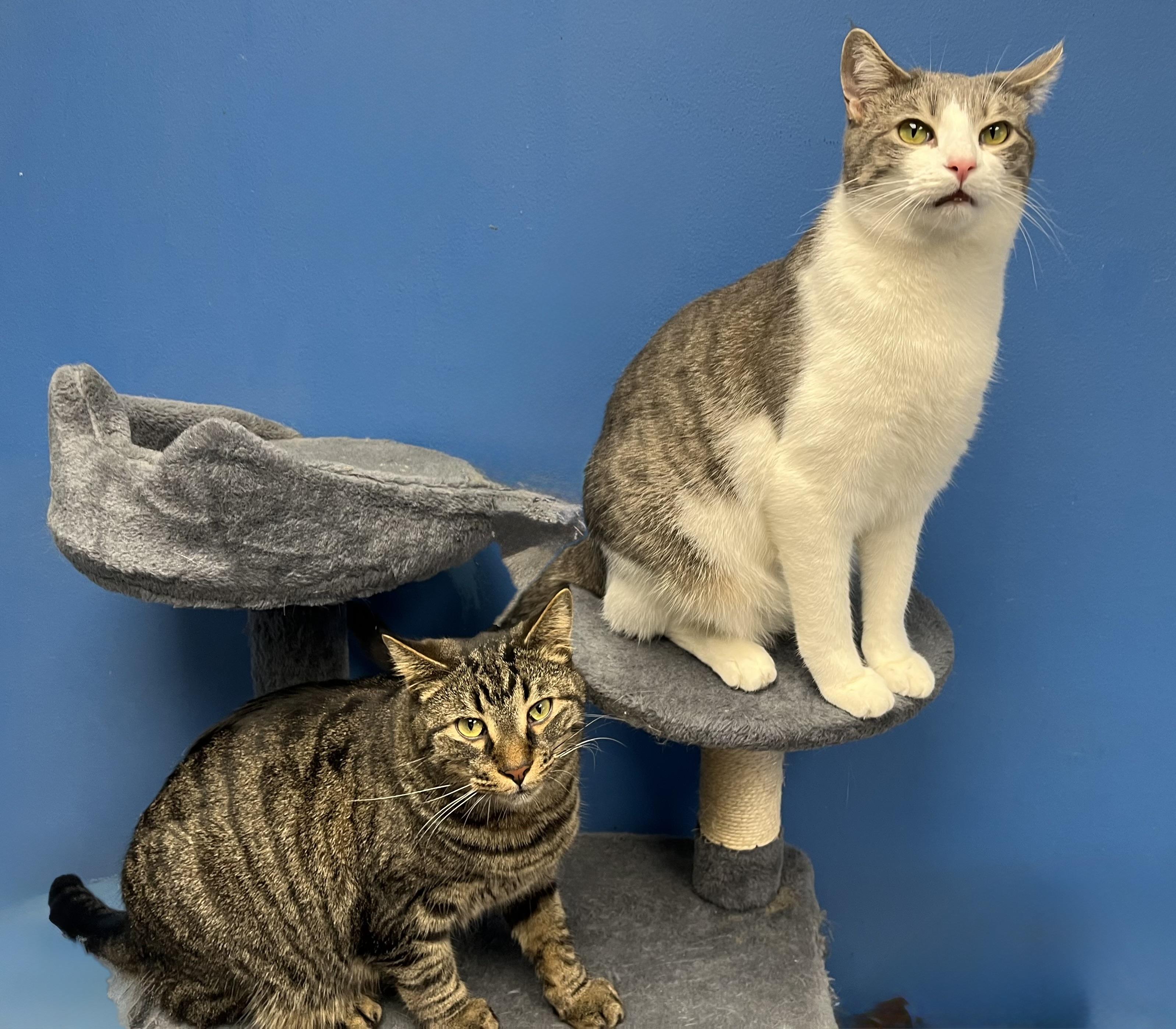 Sparkle, Firework, Boomer (all boys) — thumbnail 2