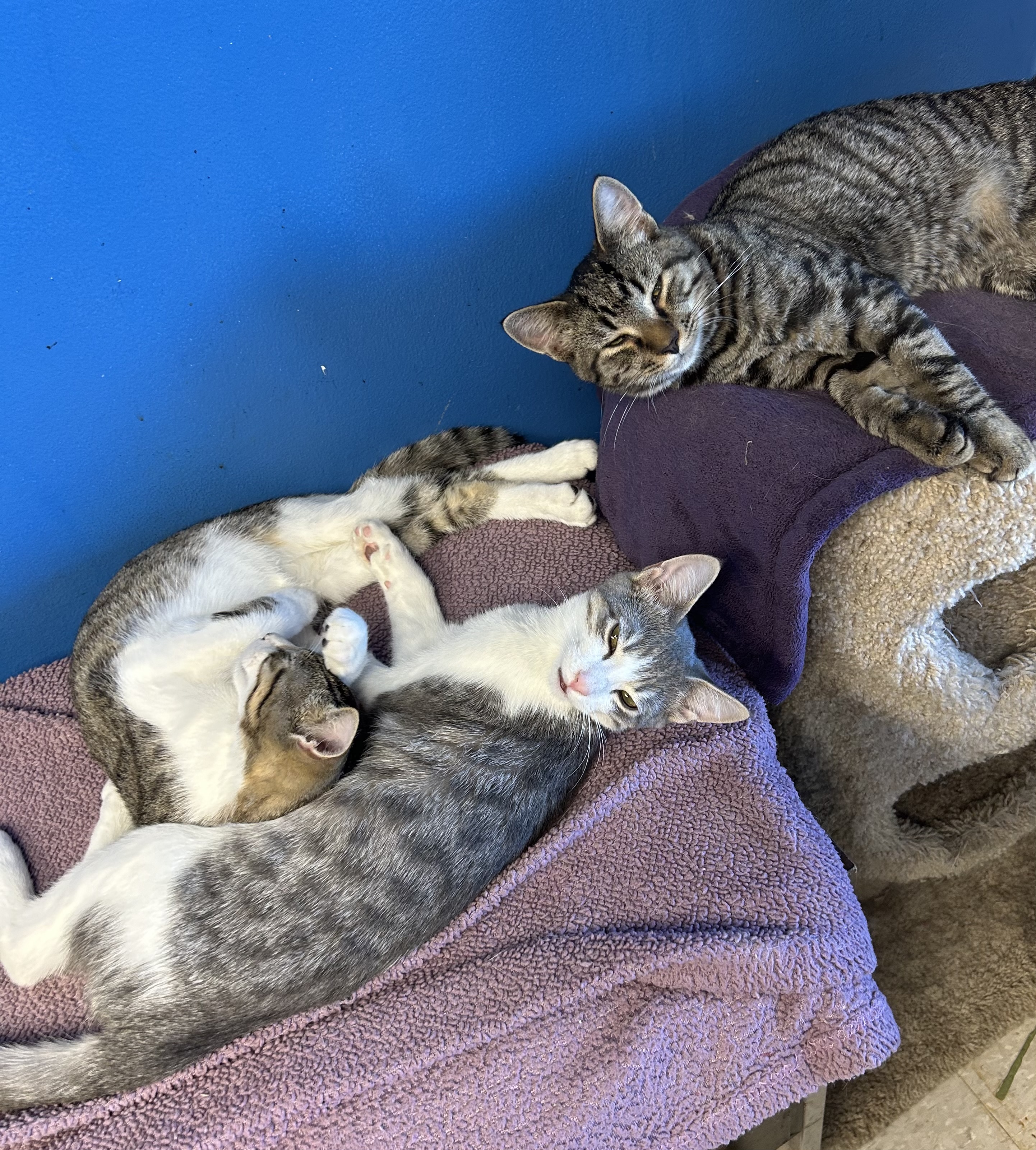 Sparkle, Firework, Boomer, a Adoptable Tabby in Columbus, OH image 1/6