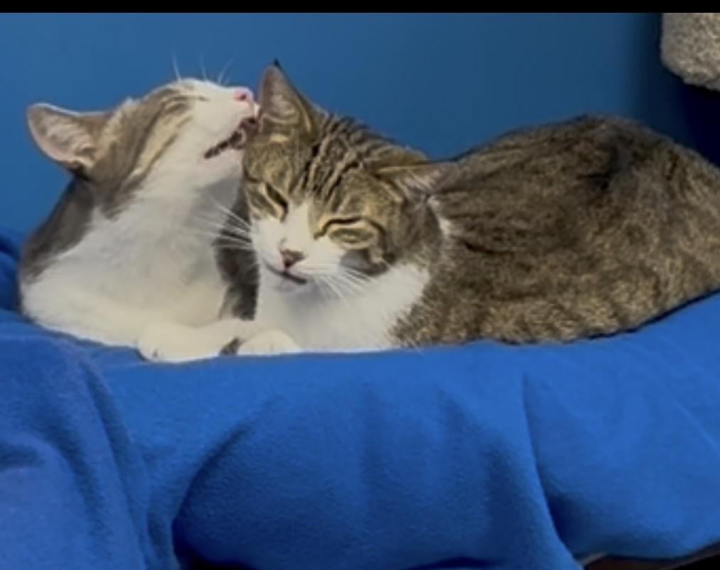 Enlarge Sparkle and Boomer, a Adoptable Tabby in Columbus, OH image 2/6