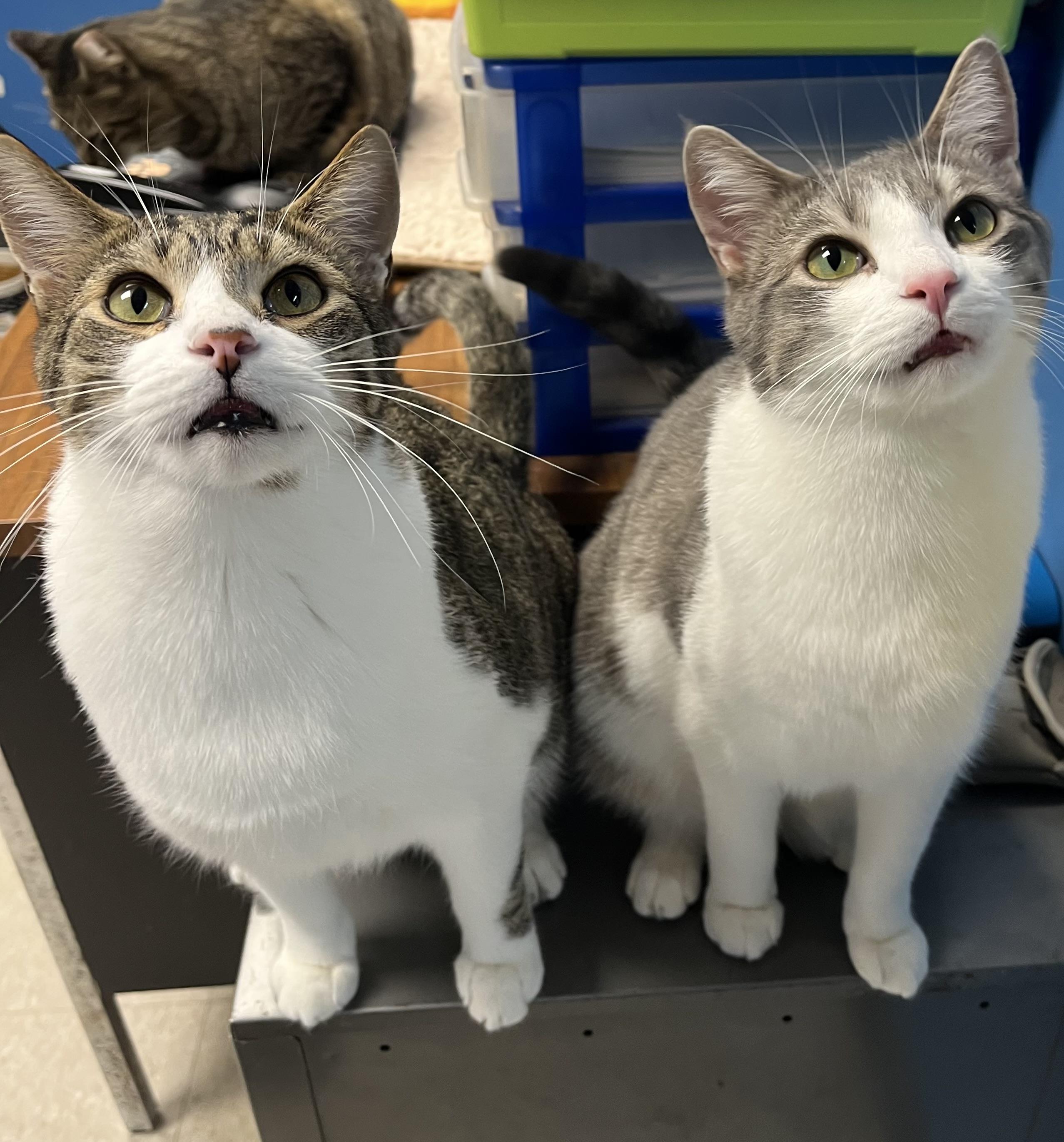 Sparkle, Firework, Boomer (all boys) — thumbnail 4