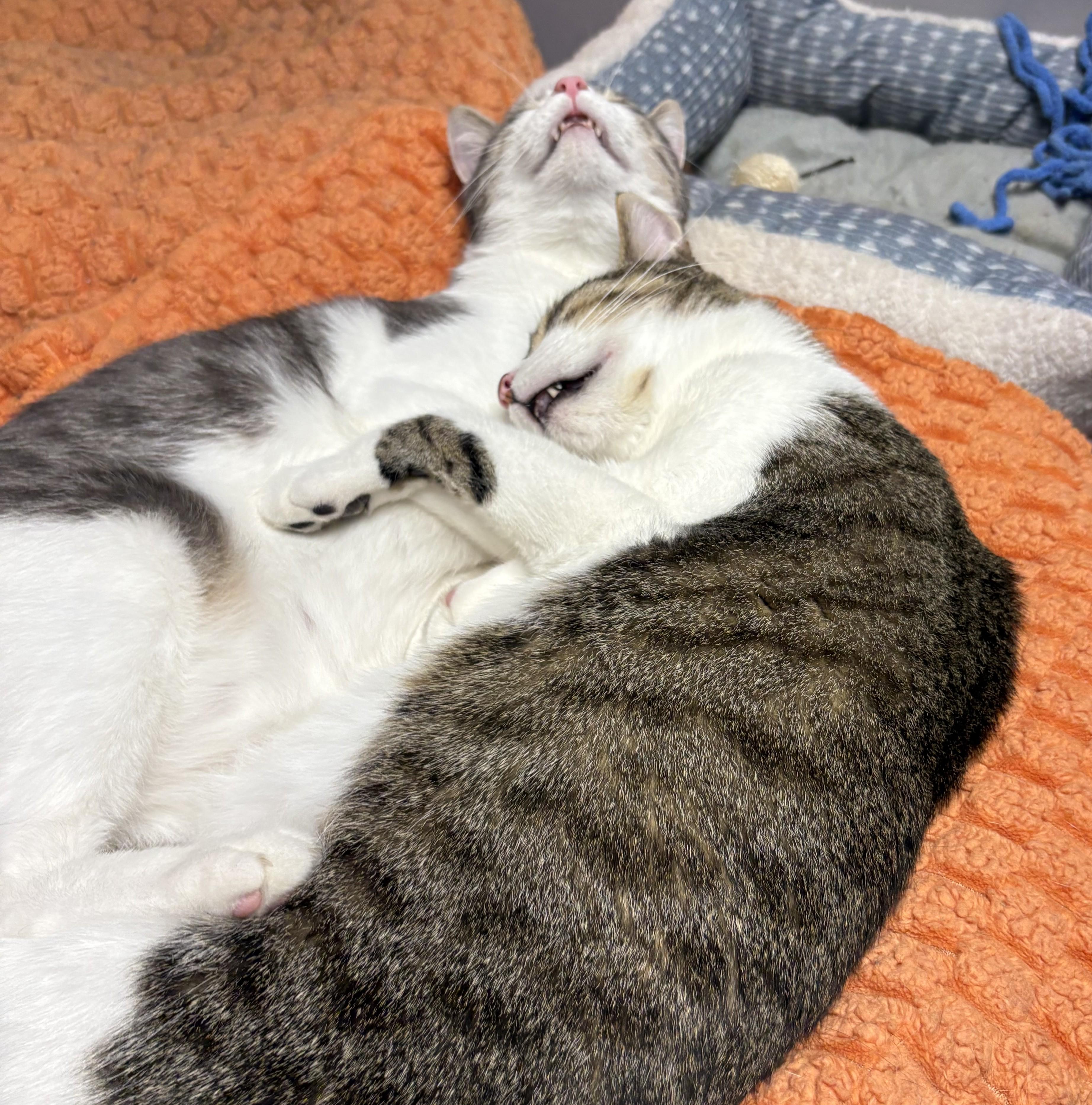 Enlarge Sparkle and Boomer, a Adoptable Tabby in Columbus, OH image 4/6