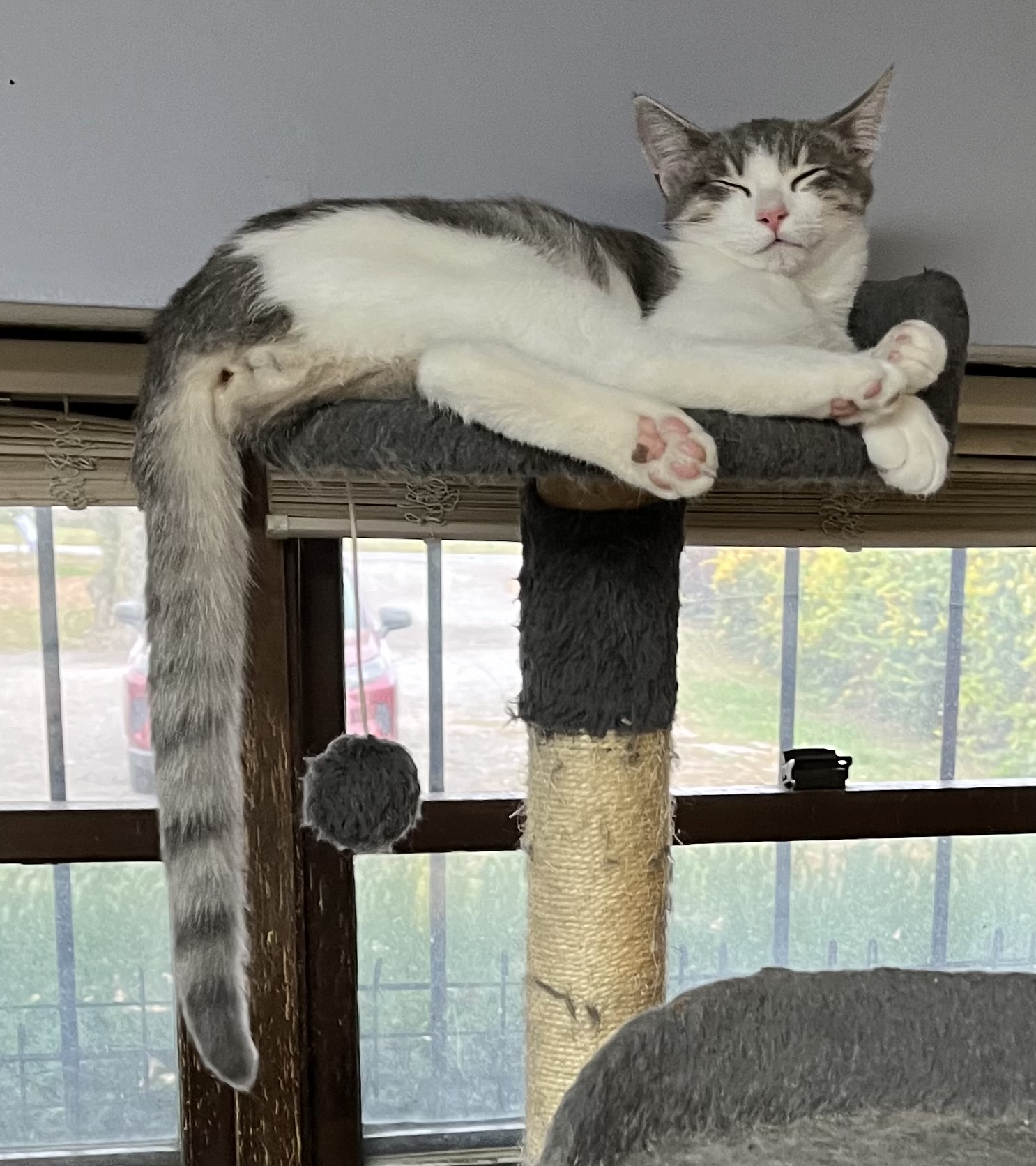 Sparkle, Firework, Boomer, a Adoptable Tabby in Columbus, OH image 6/6