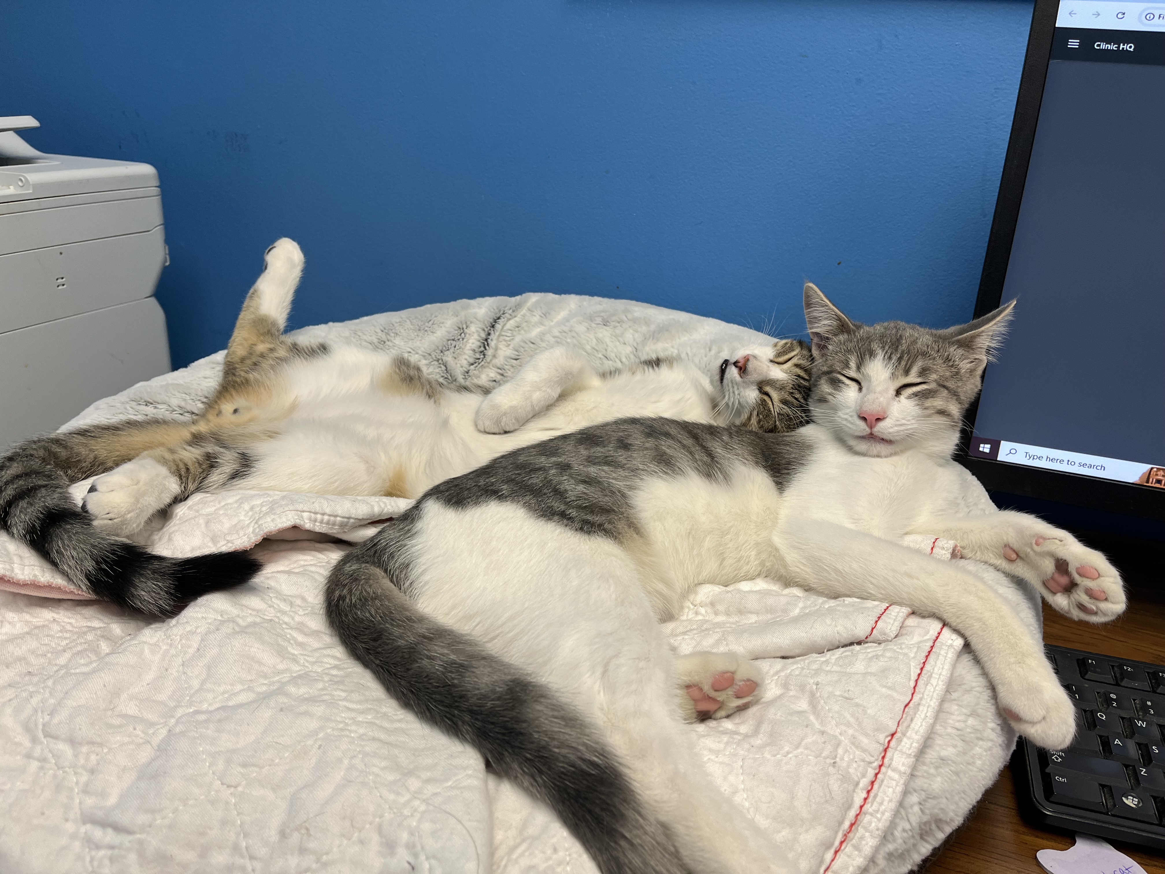 Sparkle, Firework, Boomer, a Adoptable Tabby in Columbus, OH image 5/6