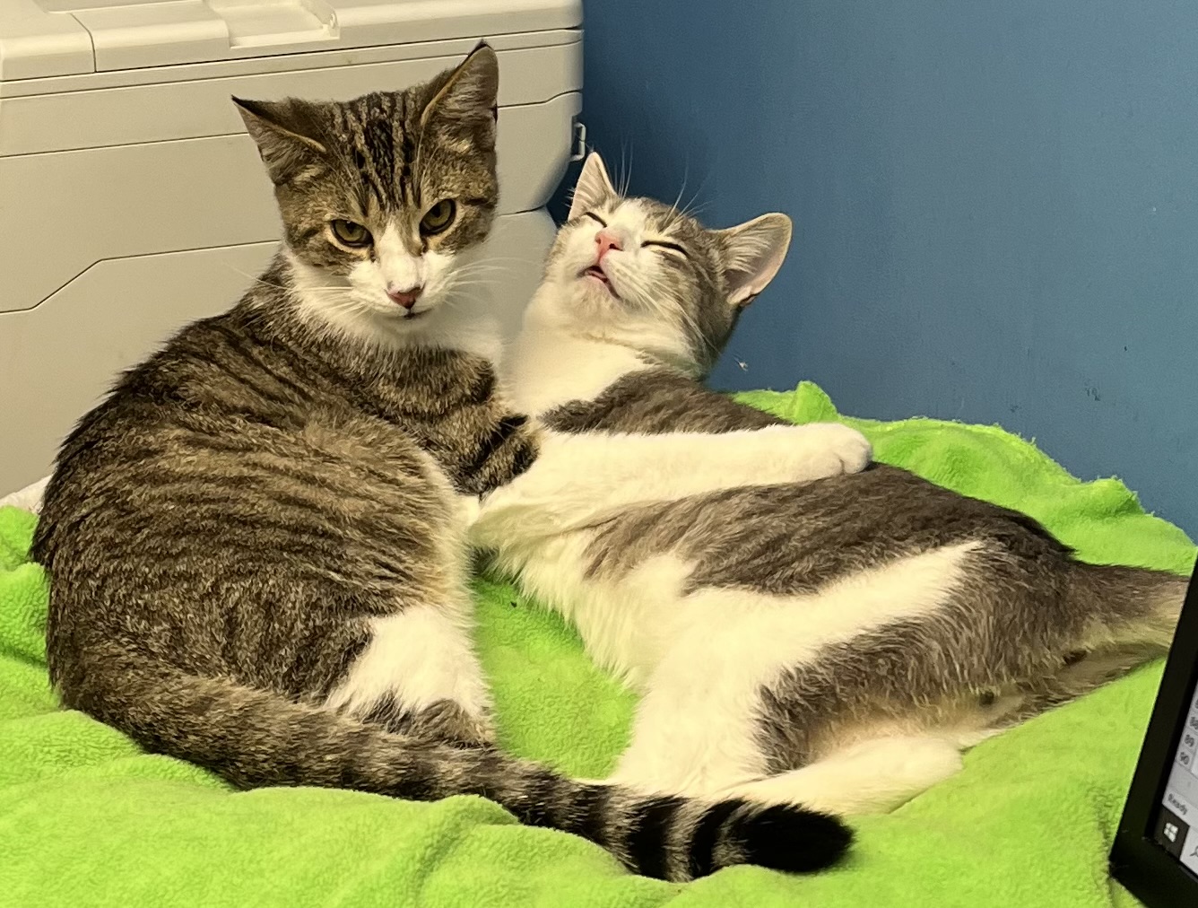 Sparkle, Firework, Boomer, a Adoptable Tabby in Columbus, OH image 3/6