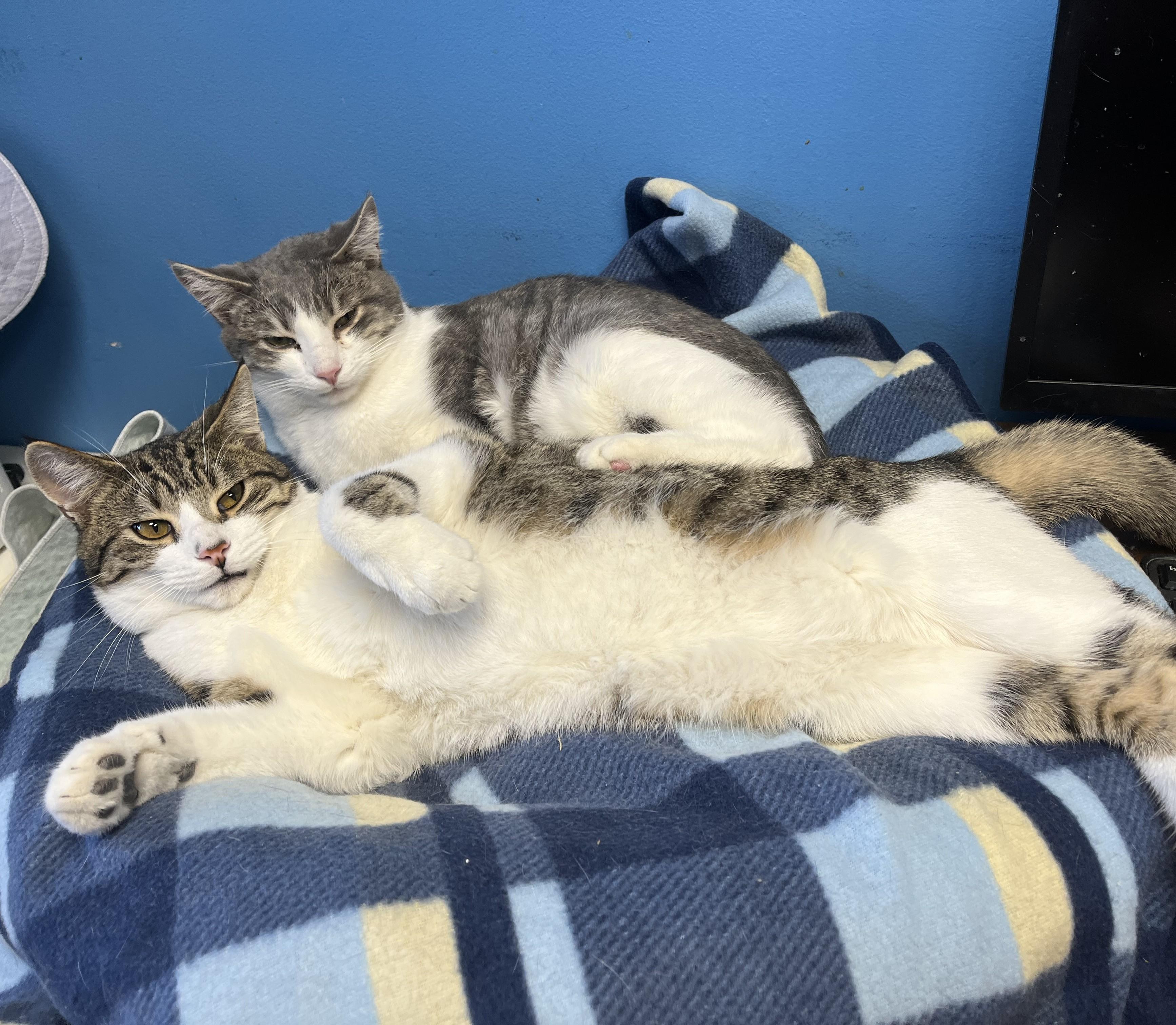 Enlarge Sparkle and Boomer, a Adoptable Tabby in Columbus, OH image 5/6
