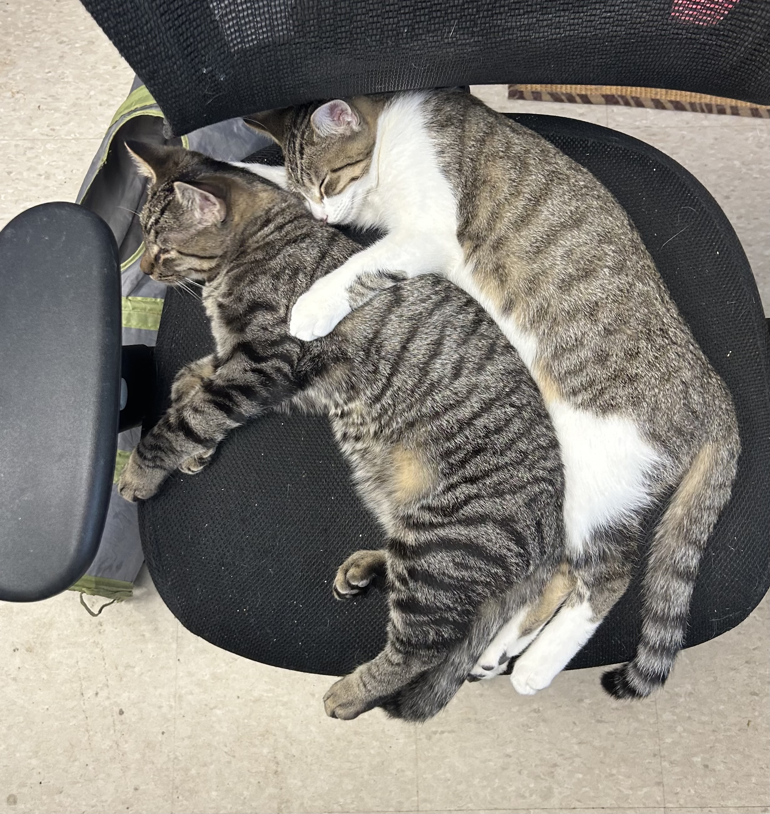 Sparkle, Firework, Boomer, a Adoptable Tabby in Columbus, OH image 4/6