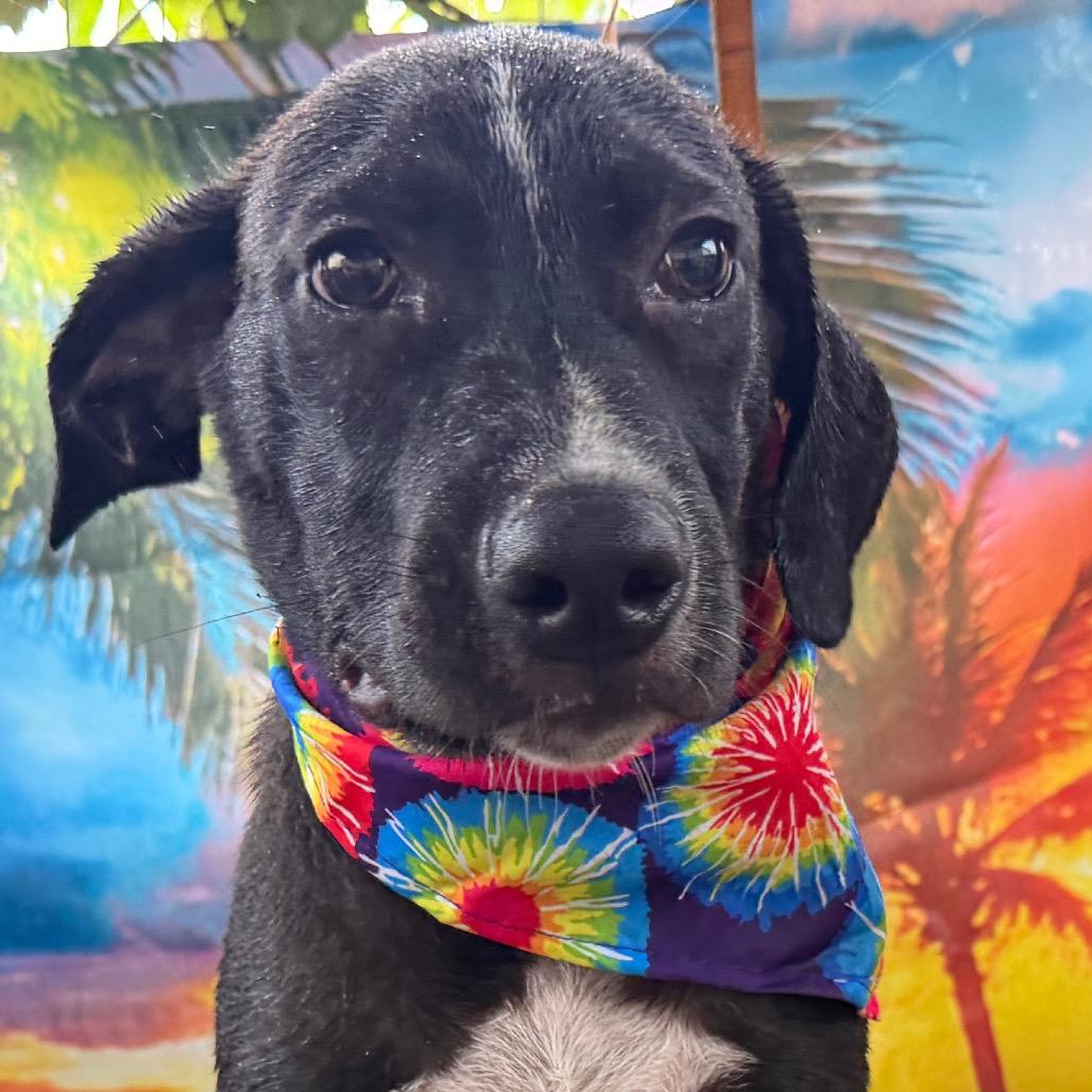 Ranger, Adoptable, Young Male Boxer & American Staffordshire Terrier.