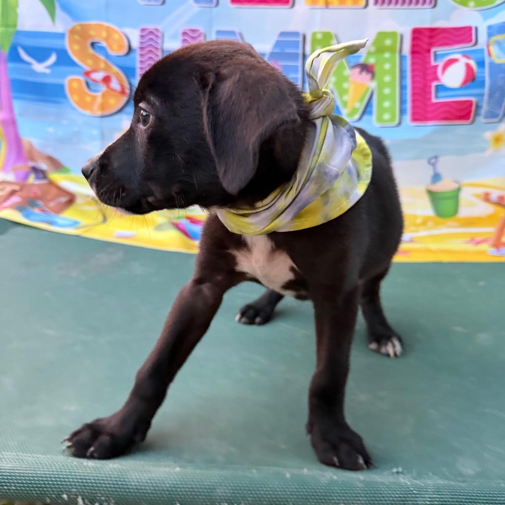 Enlarge Charlie, a Adoptable Boxer in Aledo, TX image 3/6