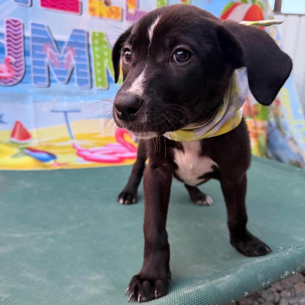 Enlarge Charlie, a Adoptable Boxer in Aledo, TX image 6/6