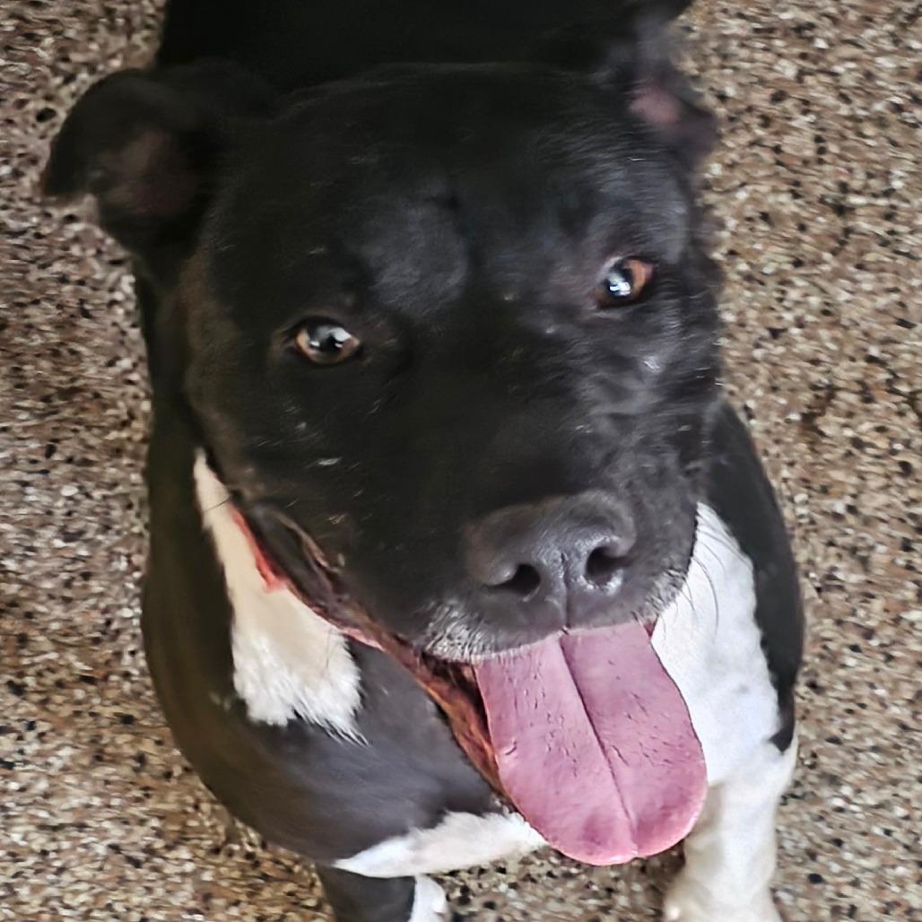 Enlarge Bert (Brick, Tator, Homer), a Adoptable Pit Bull Terrier in Carlin, NV image 1/1