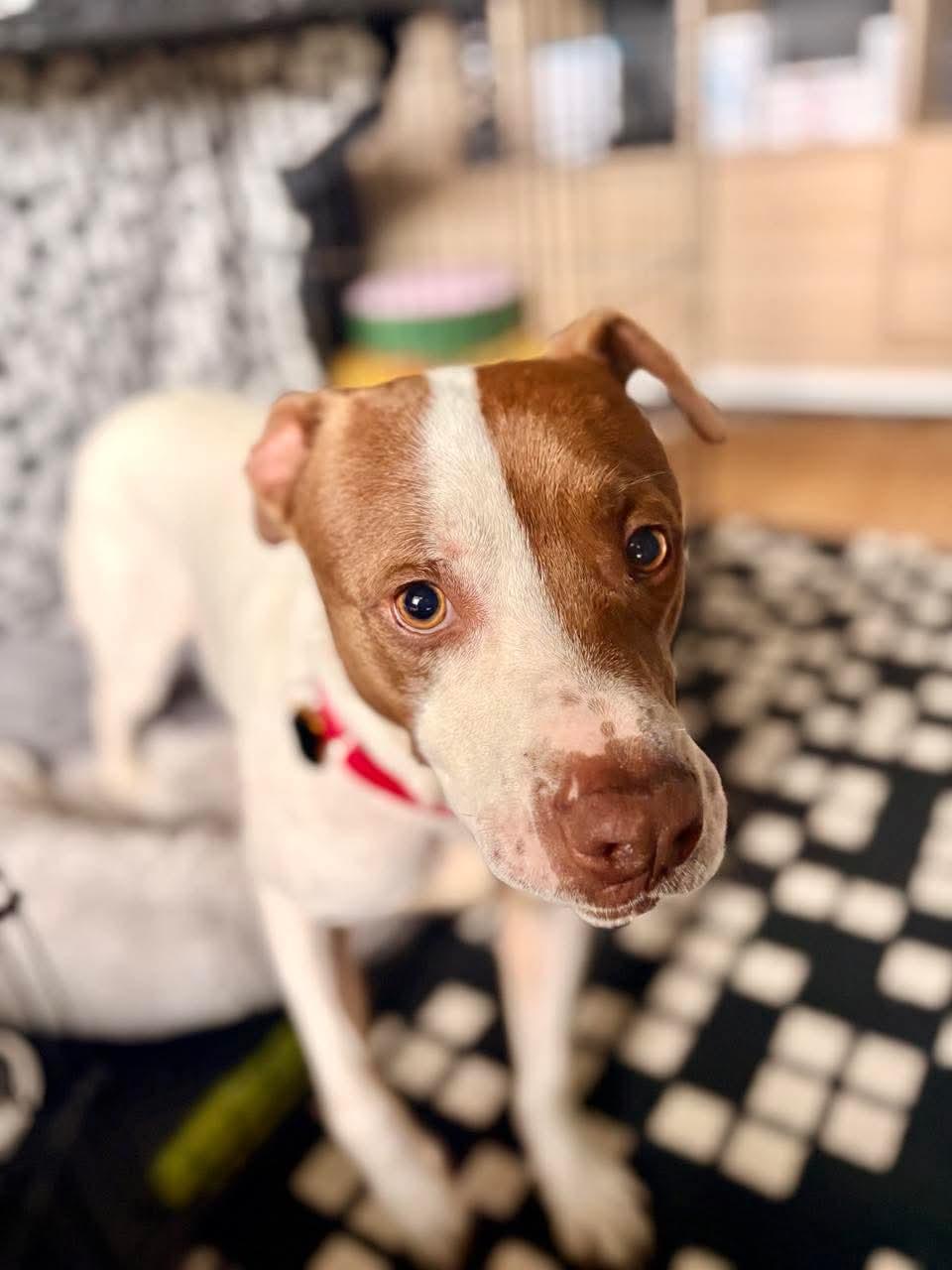 Enlarge Sneakers, a ADOPTABLE mixed breed in Beavercreek, OR image 3/6