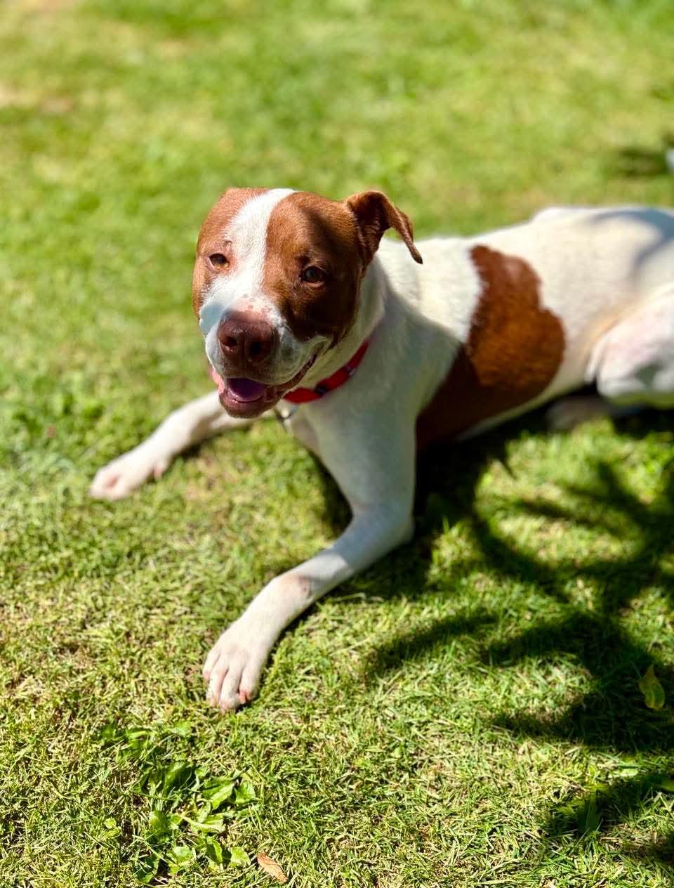 Enlarge Sneakers, a ADOPTABLE mixed breed in Beavercreek, OR image 6/6