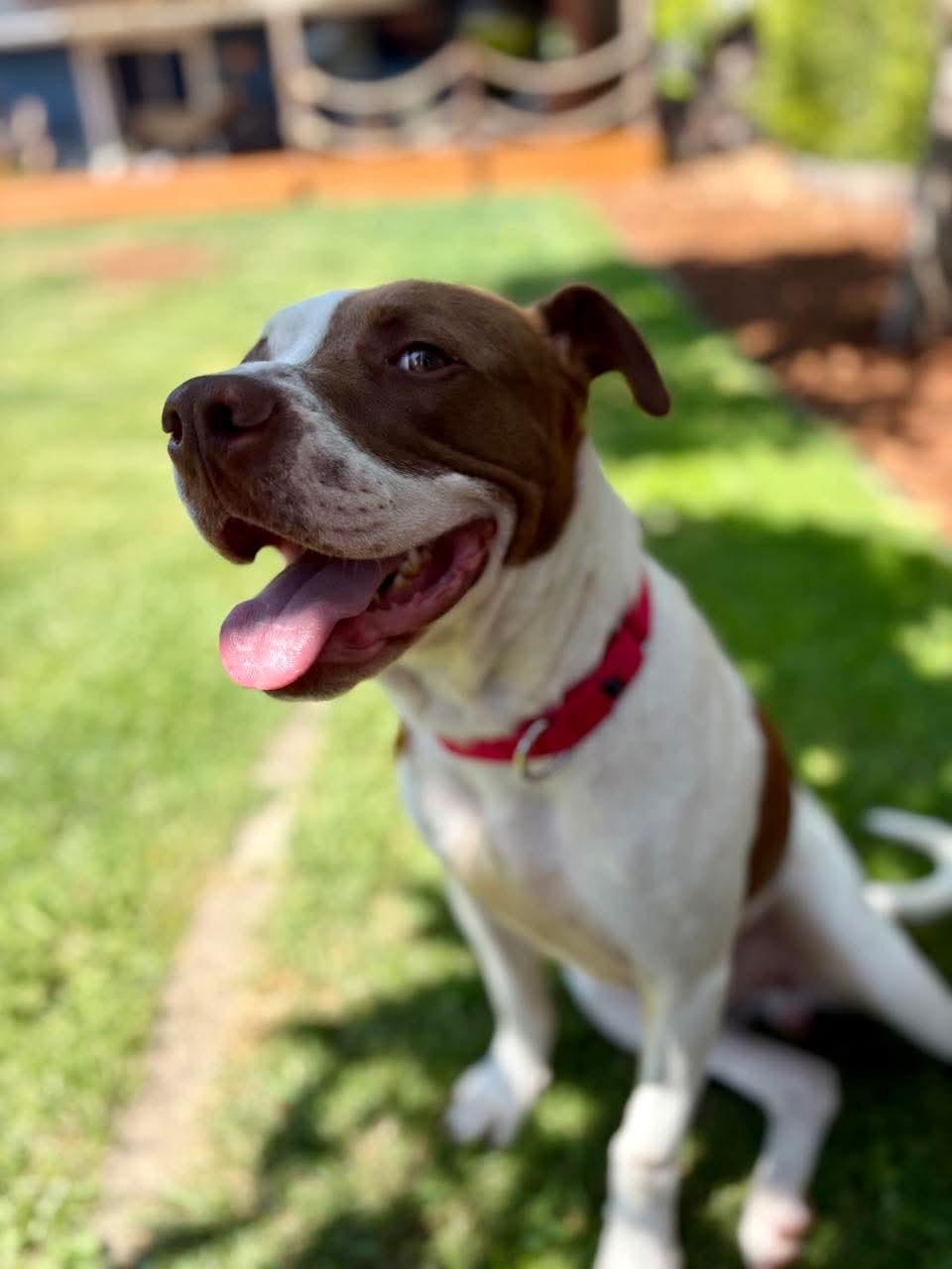 Enlarge Sneakers, a ADOPTABLE mixed breed in Beavercreek, OR image 5/6
