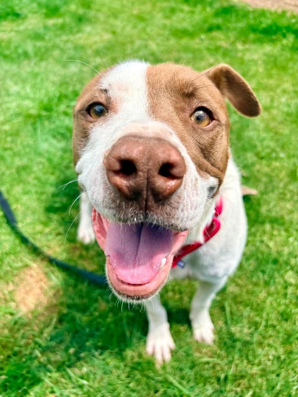Enlarge Sneakers, a ADOPTABLE mixed breed in Beavercreek, OR image 1/6