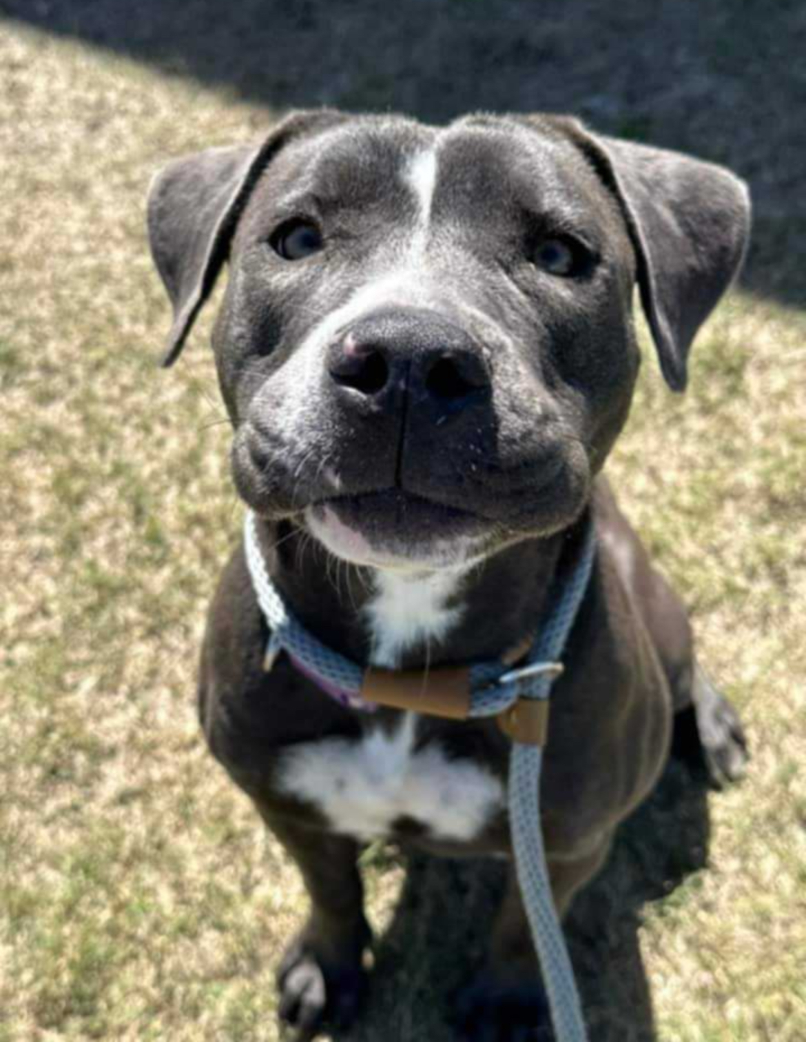 Georgia, a Adoptable Pit Bull Terrier in Hartford, VT image 5/6
