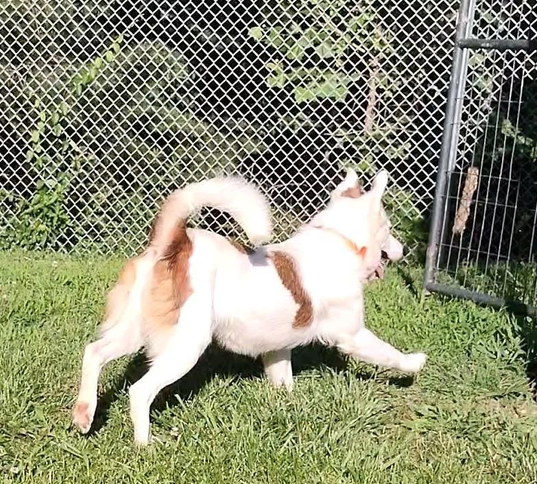Enlarge Evie, a Adoptable Mixed Breed in Clay City, KY image 2/5