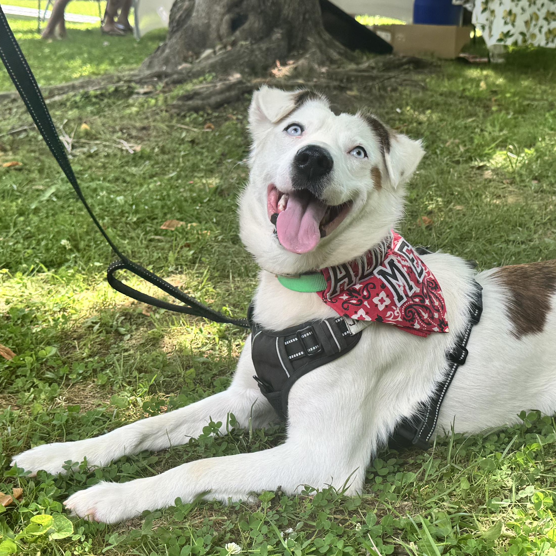 Enlarge Evie, a Adoptable Mixed Breed in Clay City, KY image 1/5