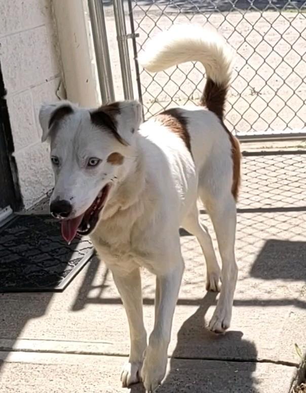 Enlarge Evie, a Adoptable Mixed Breed in Clay City, KY image 3/5