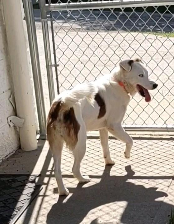 Enlarge Evie, a Adoptable Mixed Breed in Clay City, KY image 4/5