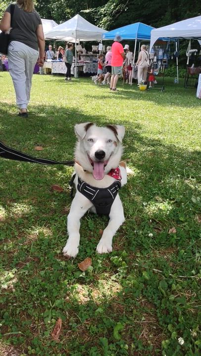 Enlarge Evie, a Adoptable Mixed Breed in Clay City, KY video 5/5