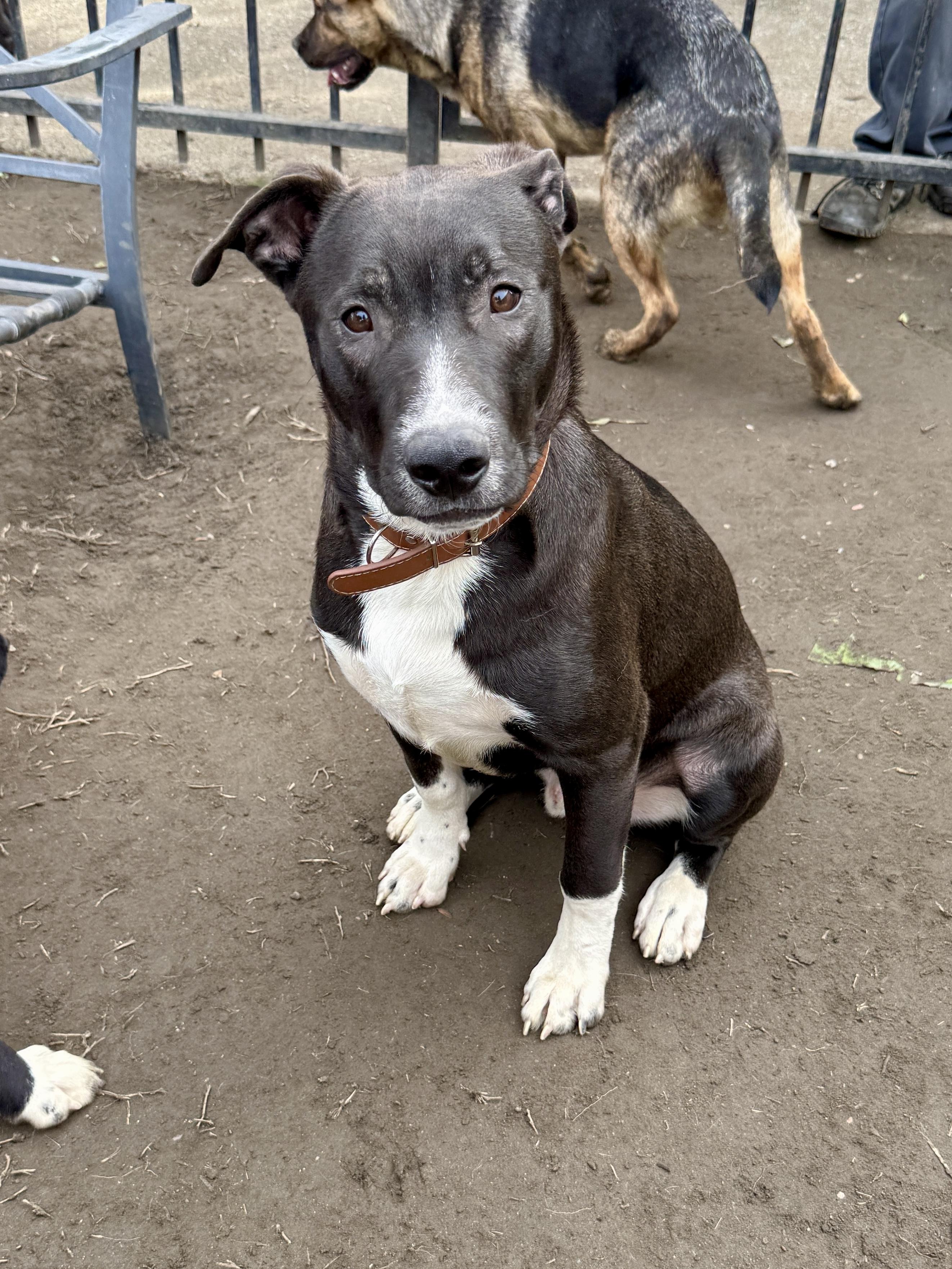 Jordan, a Adoptable mixed breed in West Hollywood, CA image 4/4