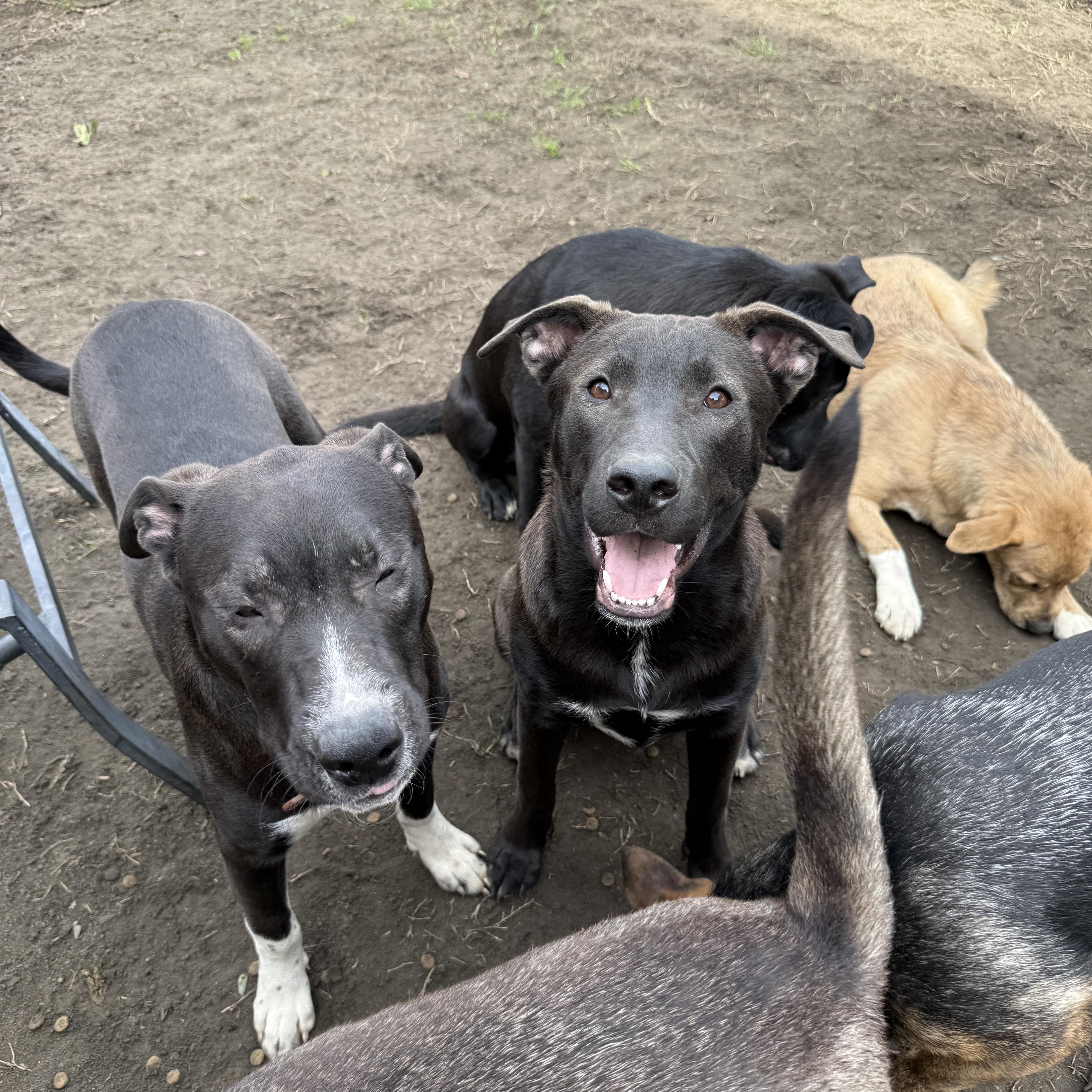 Jordan, a Adoptable mixed breed in West Hollywood, CA image 3/4