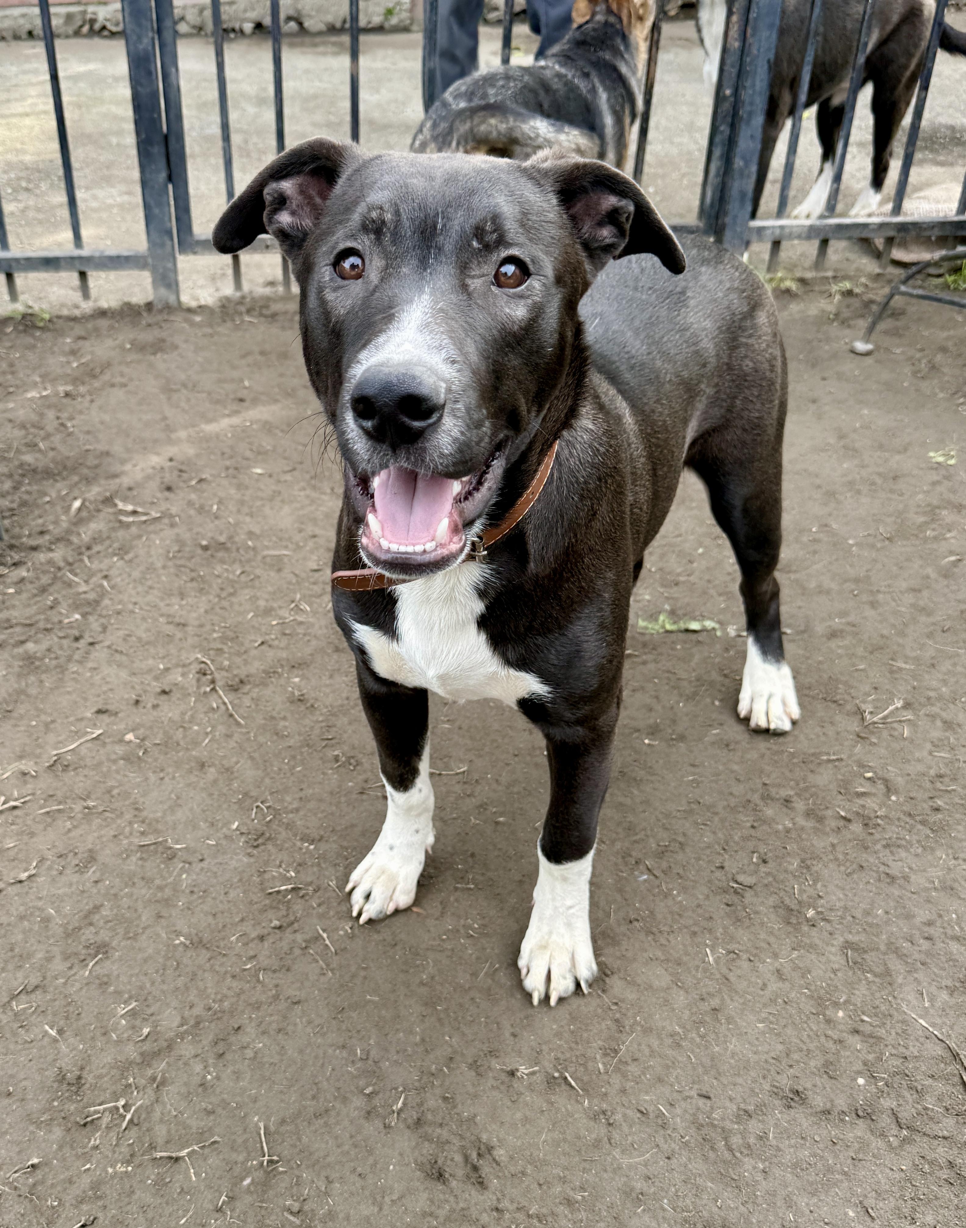 Jordan, a Adoptable mixed breed in West Hollywood, CA image 1/4