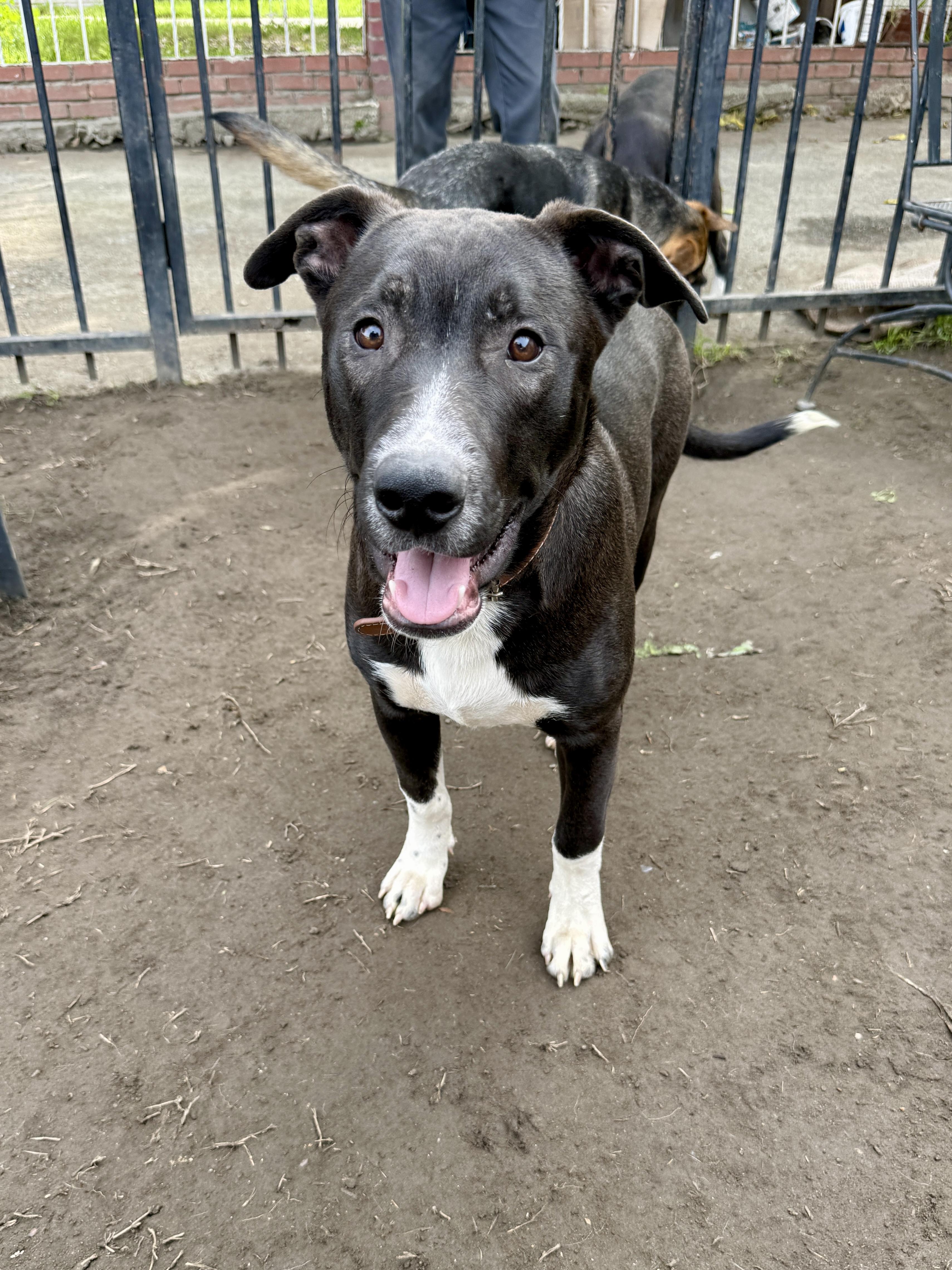 Jordan, a Adoptable mixed breed in West Hollywood, CA image 2/4