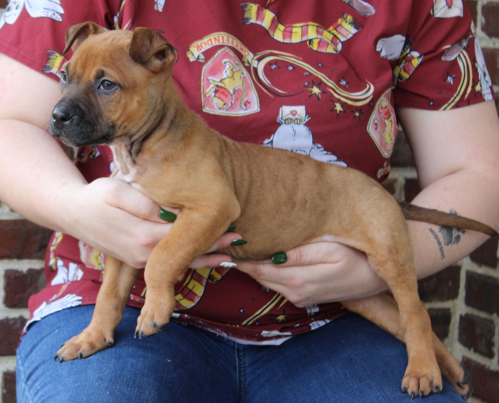 Brodie 43268, Adoptable, Puppy Male Boxer.