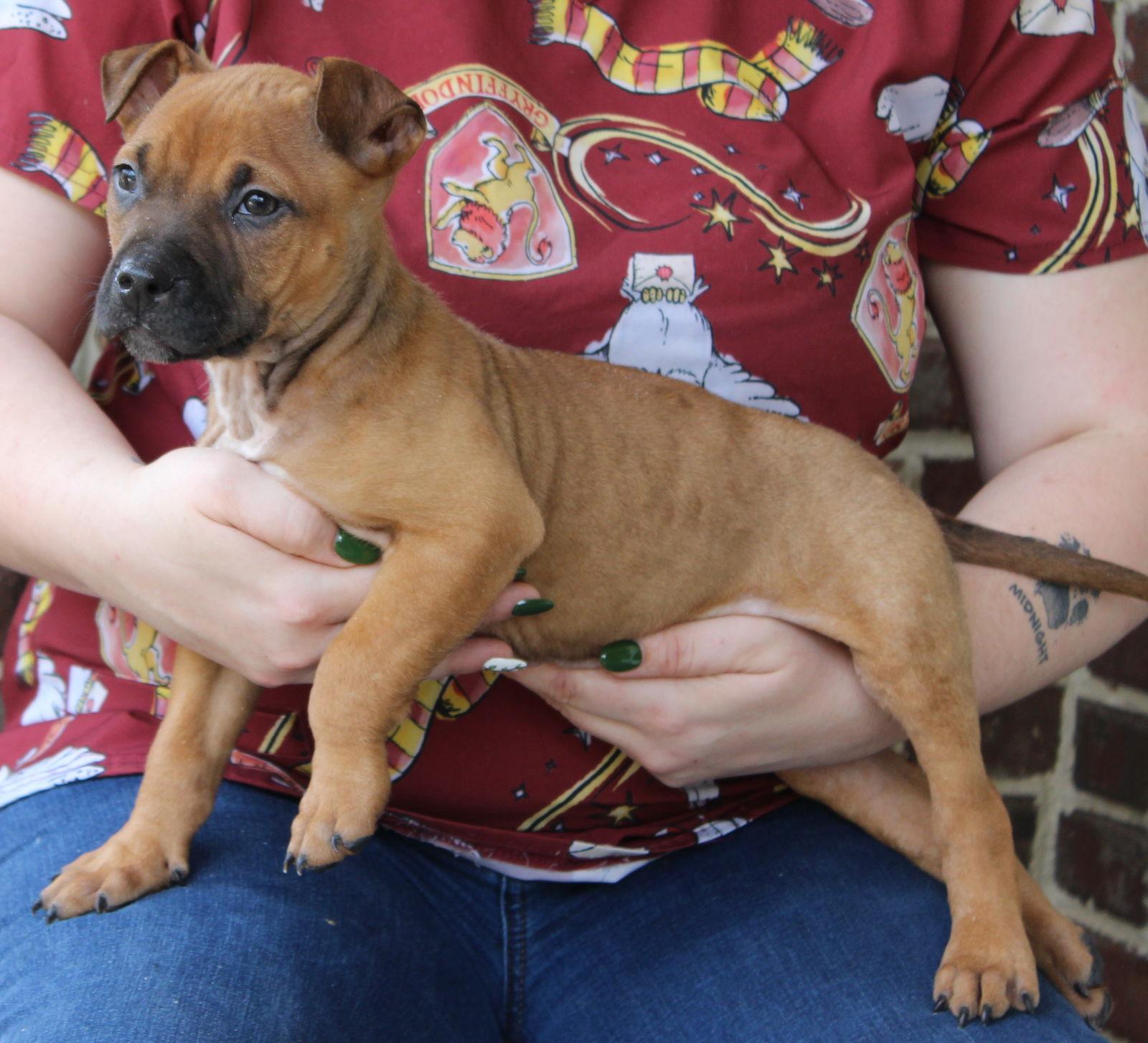 Enlarge Brodie 43268, a Adoptable Boxer in Prattville, AL image 2/3