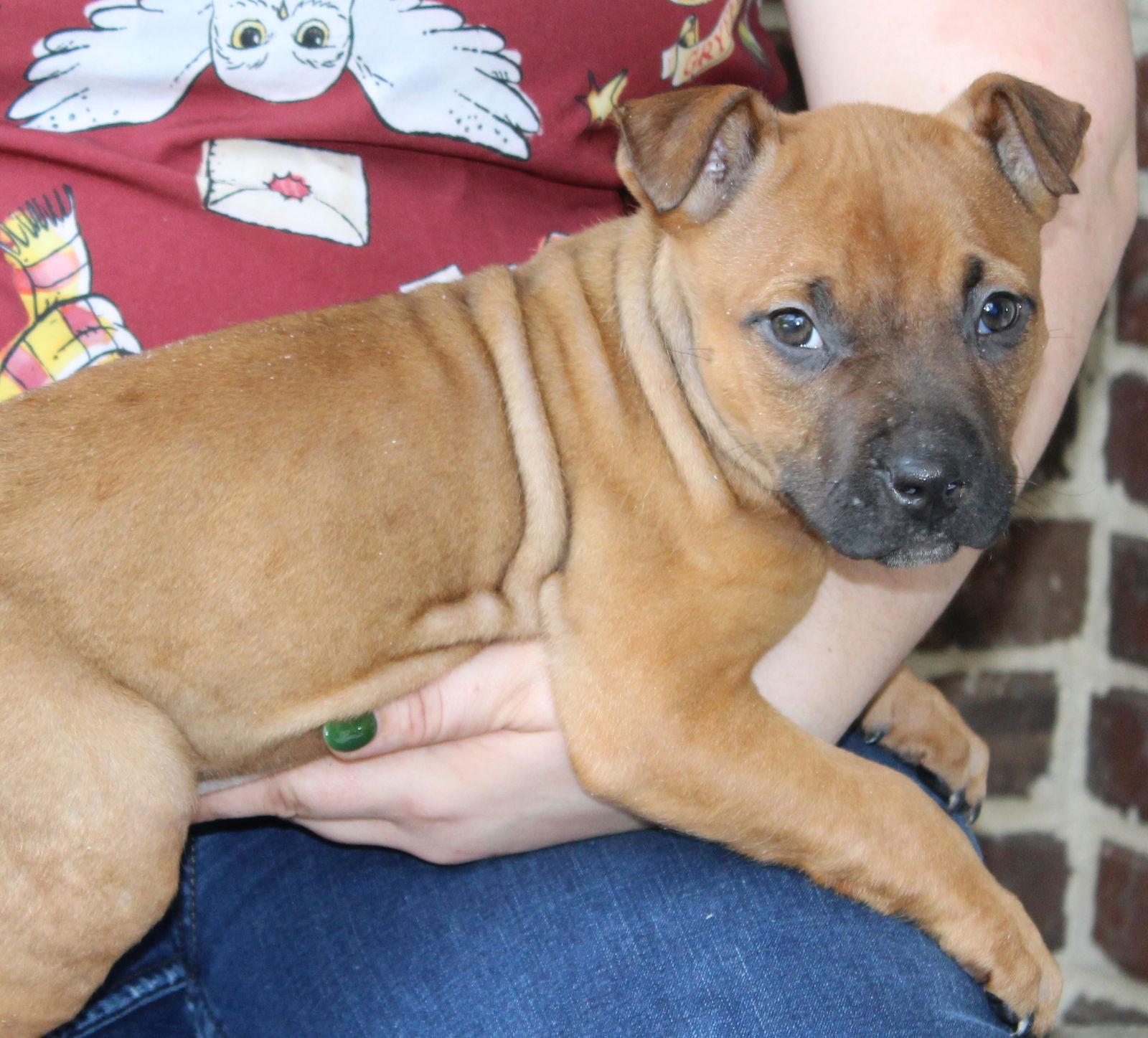 Enlarge Brodie 43268, a Adoptable Boxer in Prattville, AL image 3/3