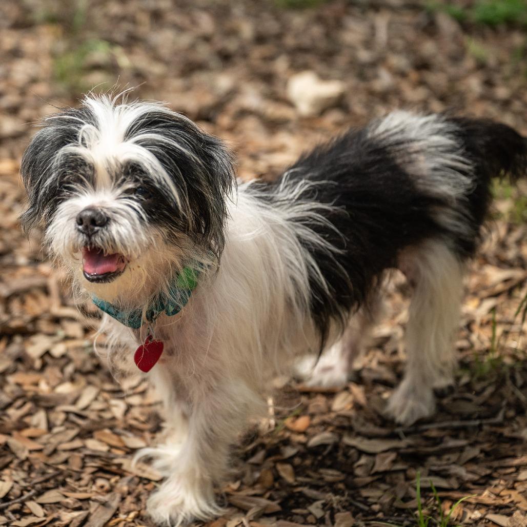 Woofles, Adoptable, Senior Male Shih Tzu & Mixed Breed.