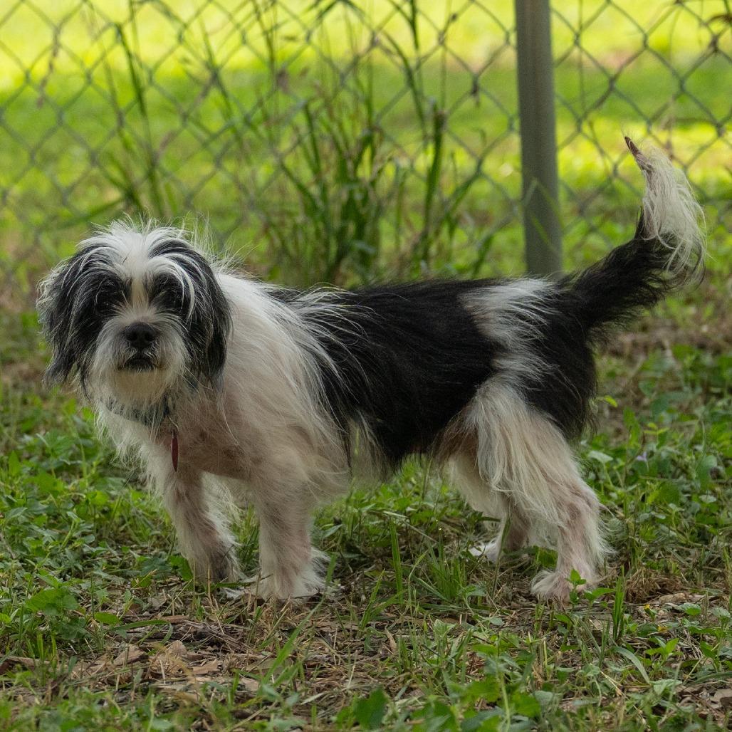 Enlarge Woofles, a Adoptable mixed breed in Wimberley, TX image 2/6